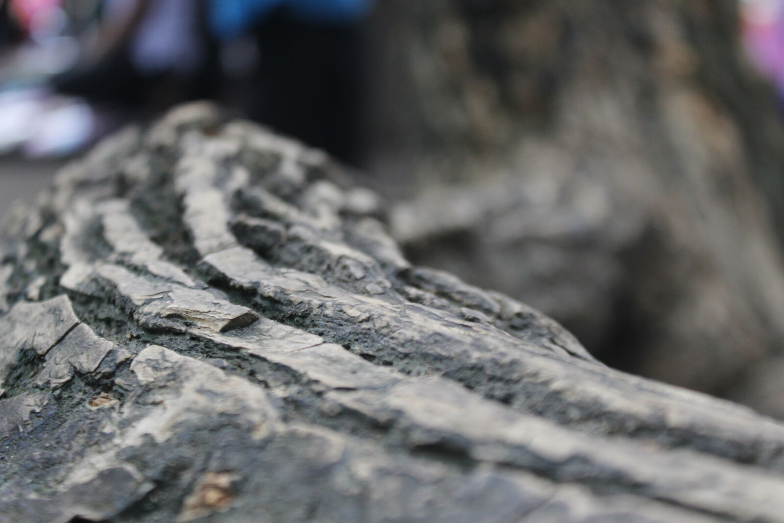 Canon EOS 1200D (EOS Rebel T5 / EOS Kiss X70 / EOS Hi) sample photo. Cwp, indonesia, macro, macro photography