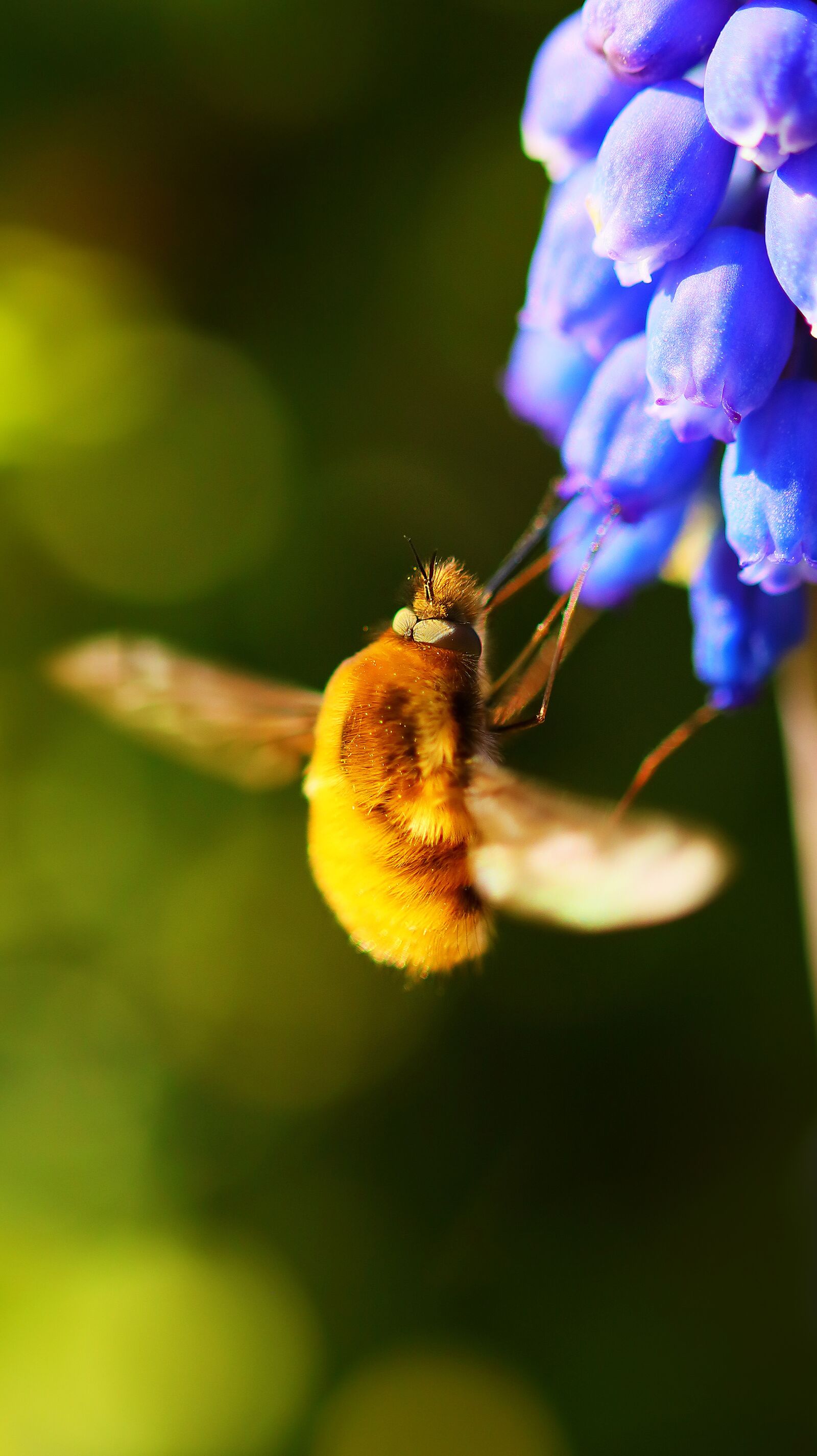 Canon EOS M50 (EOS Kiss M) sample photo. Bombyliidae, insect, fly photography