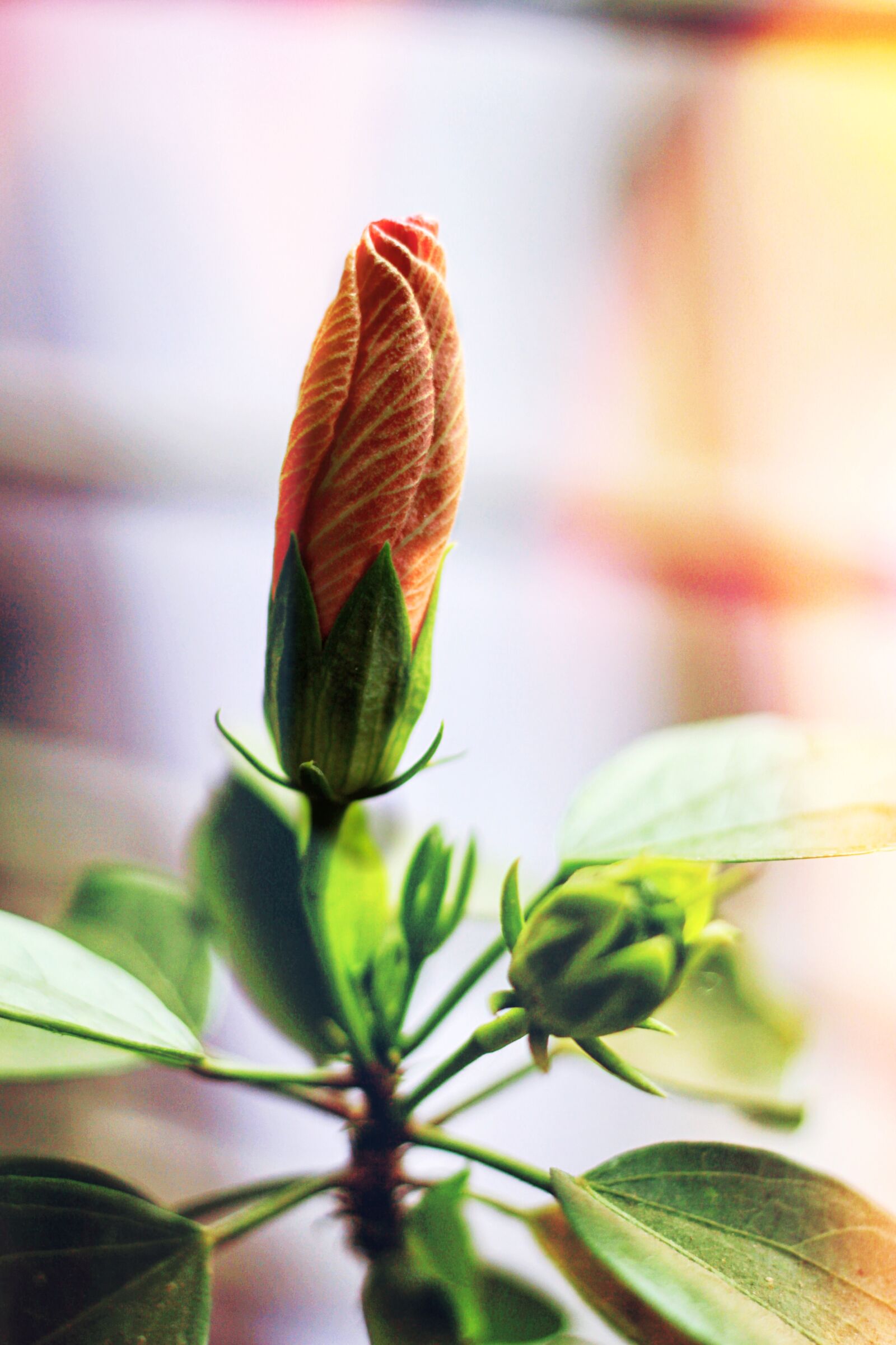 Canon EOS 550D (EOS Rebel T2i / EOS Kiss X4) sample photo. Bud, flower, nature photography