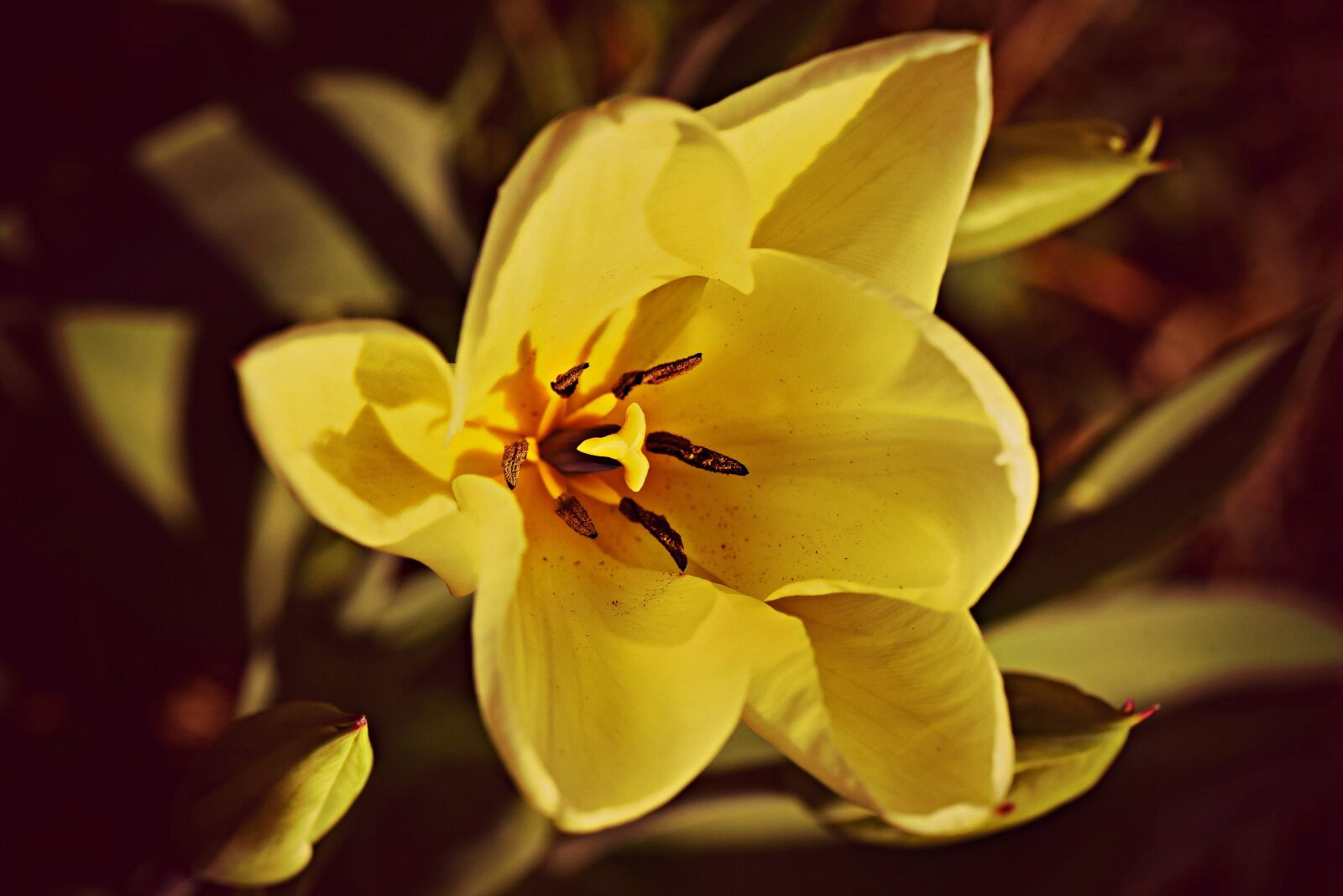 Nikon D750 sample photo. Tulip, flower, plant photography