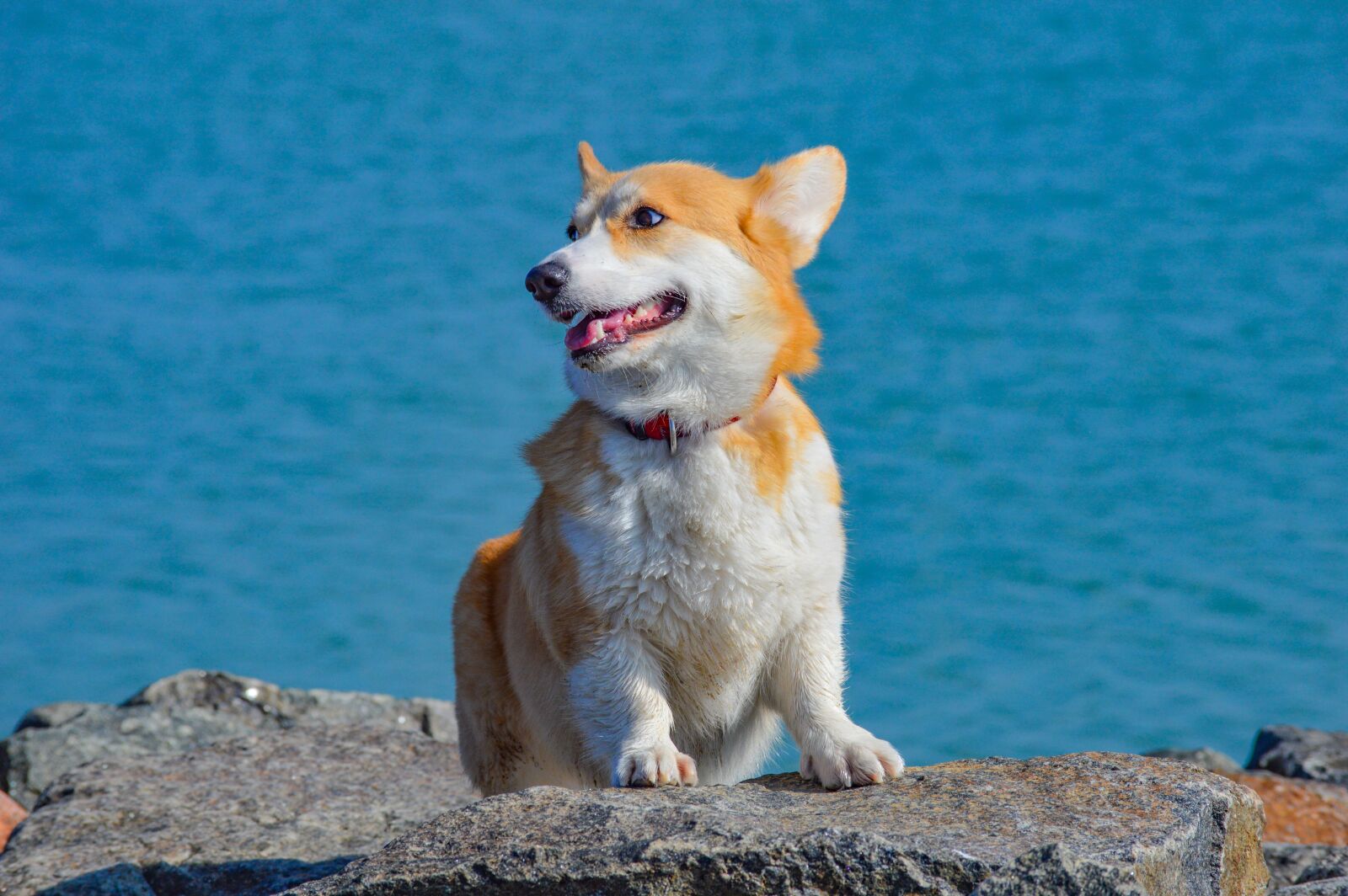 Nikon D3200 sample photo. Corgi, dog, pet photography
