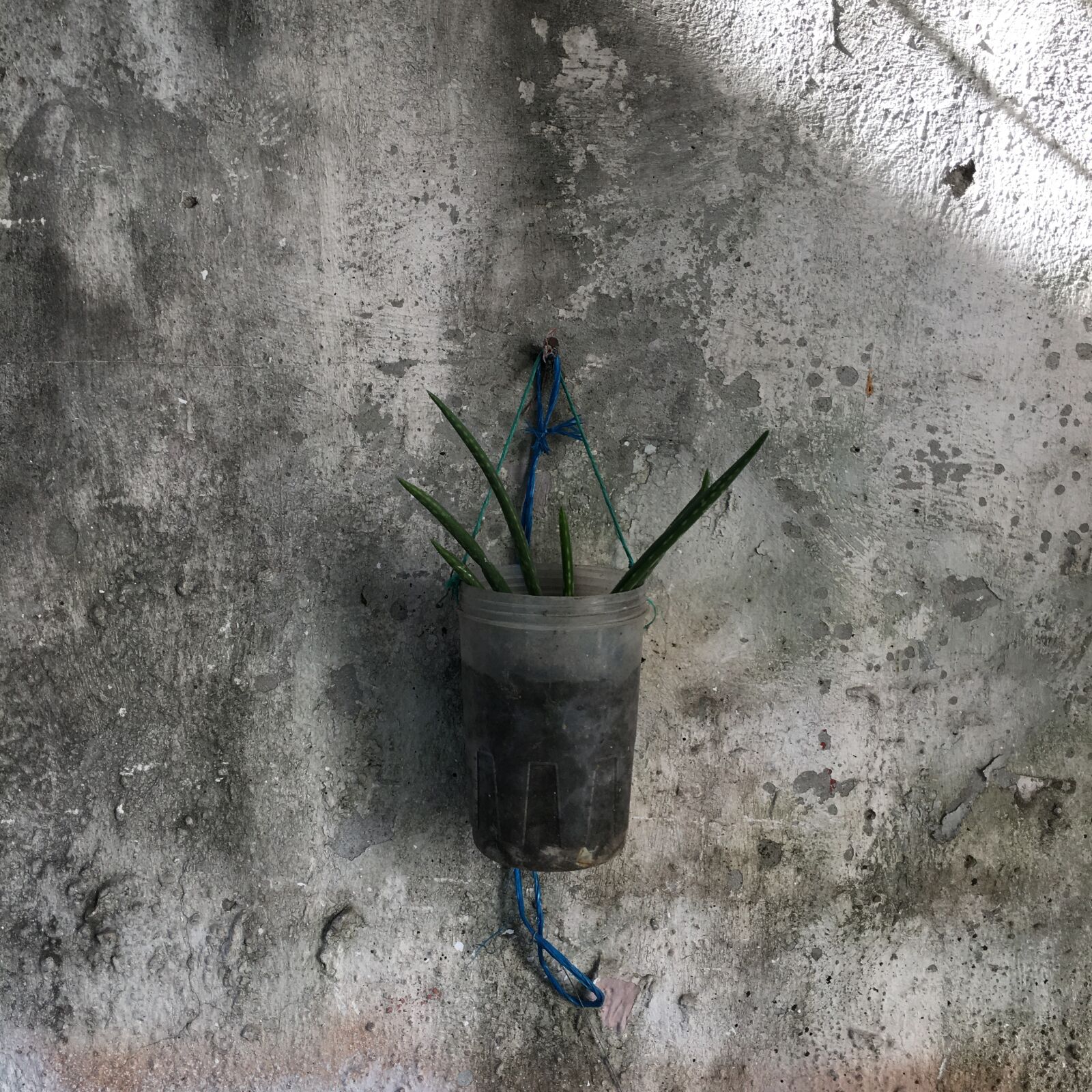 Apple iPhone 6s sample photo. Hope, nature, spring photography