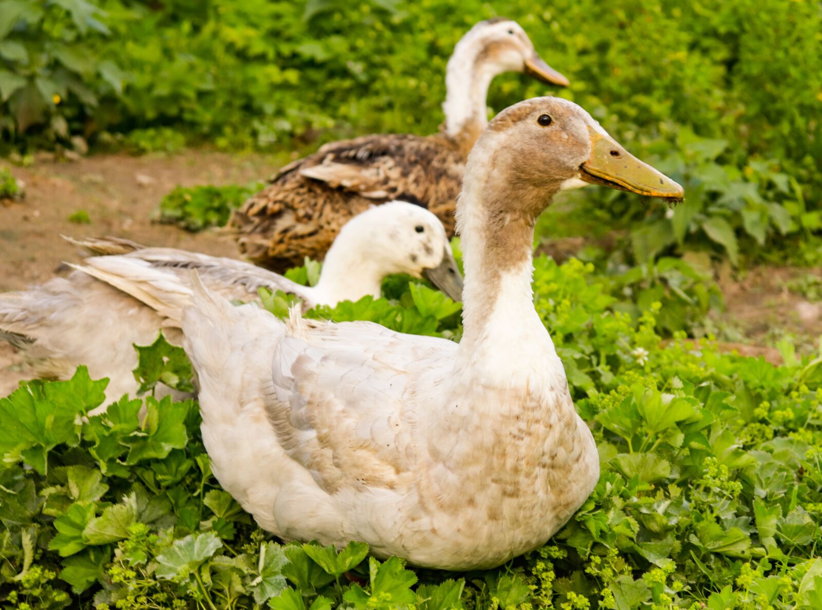 Canon EOS 200D (EOS Rebel SL2 / EOS Kiss X9) sample photo. Village, dacha, duck photography
