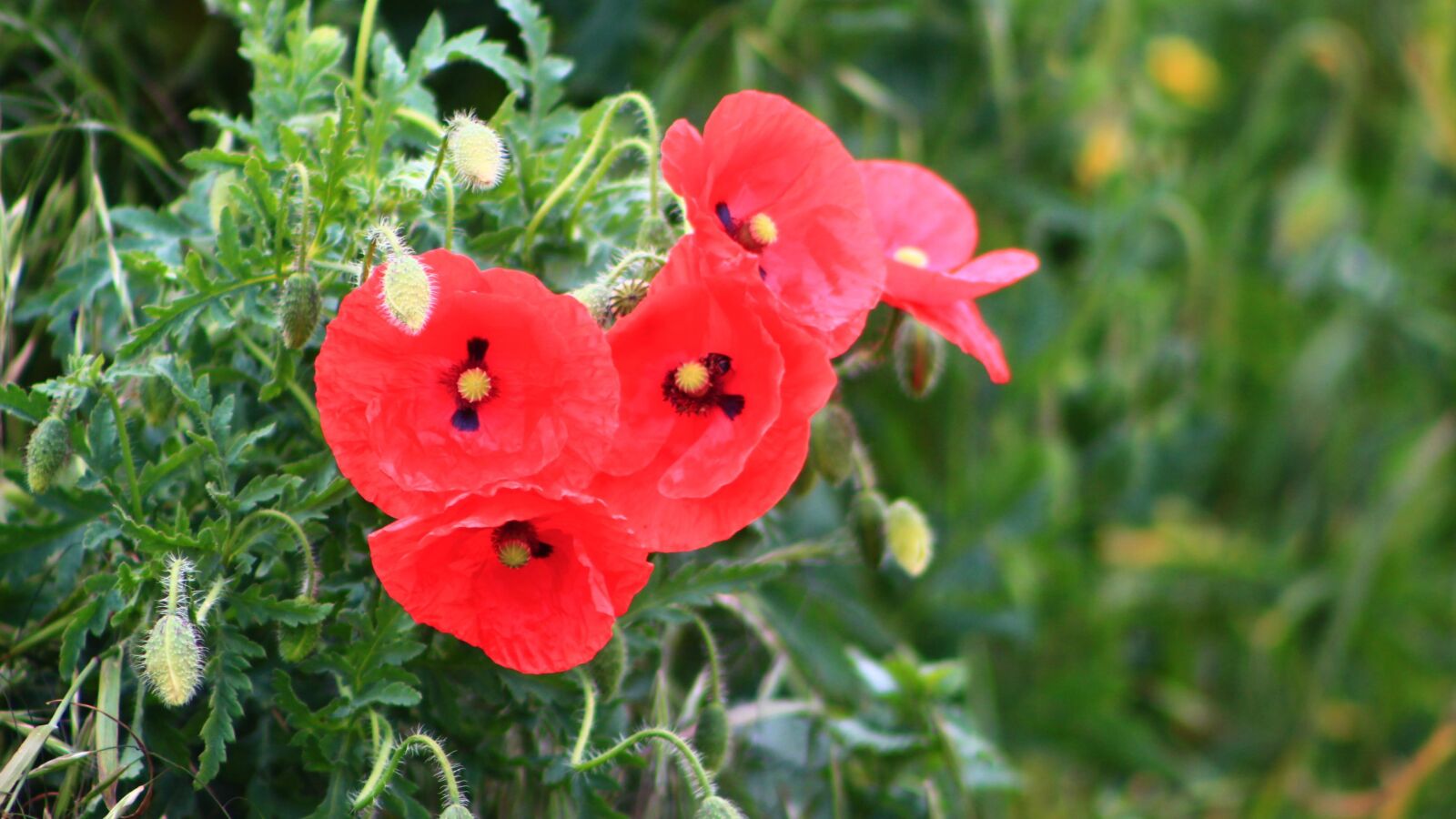 Canon EOS 4000D (EOS Rebel T100 / EOS 3000D) sample photo. Nature, plants, poppies photography