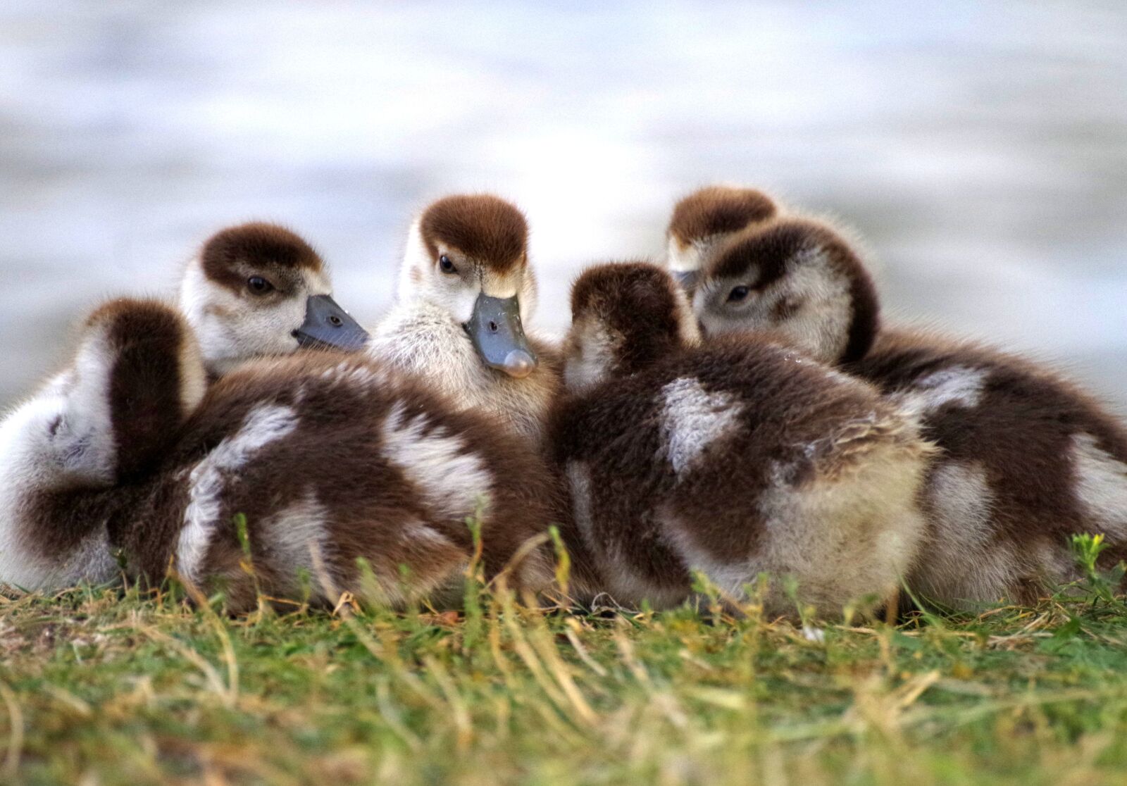 Pentax K-30 sample photo. Goslings, ducklings, nilgans photography