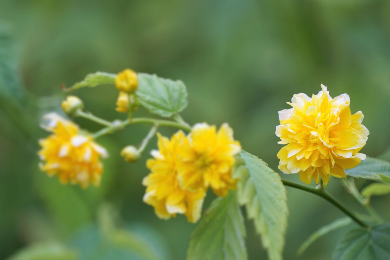 Sony a6000 sample photo. Botanique, fleurs, flore, jaune photography