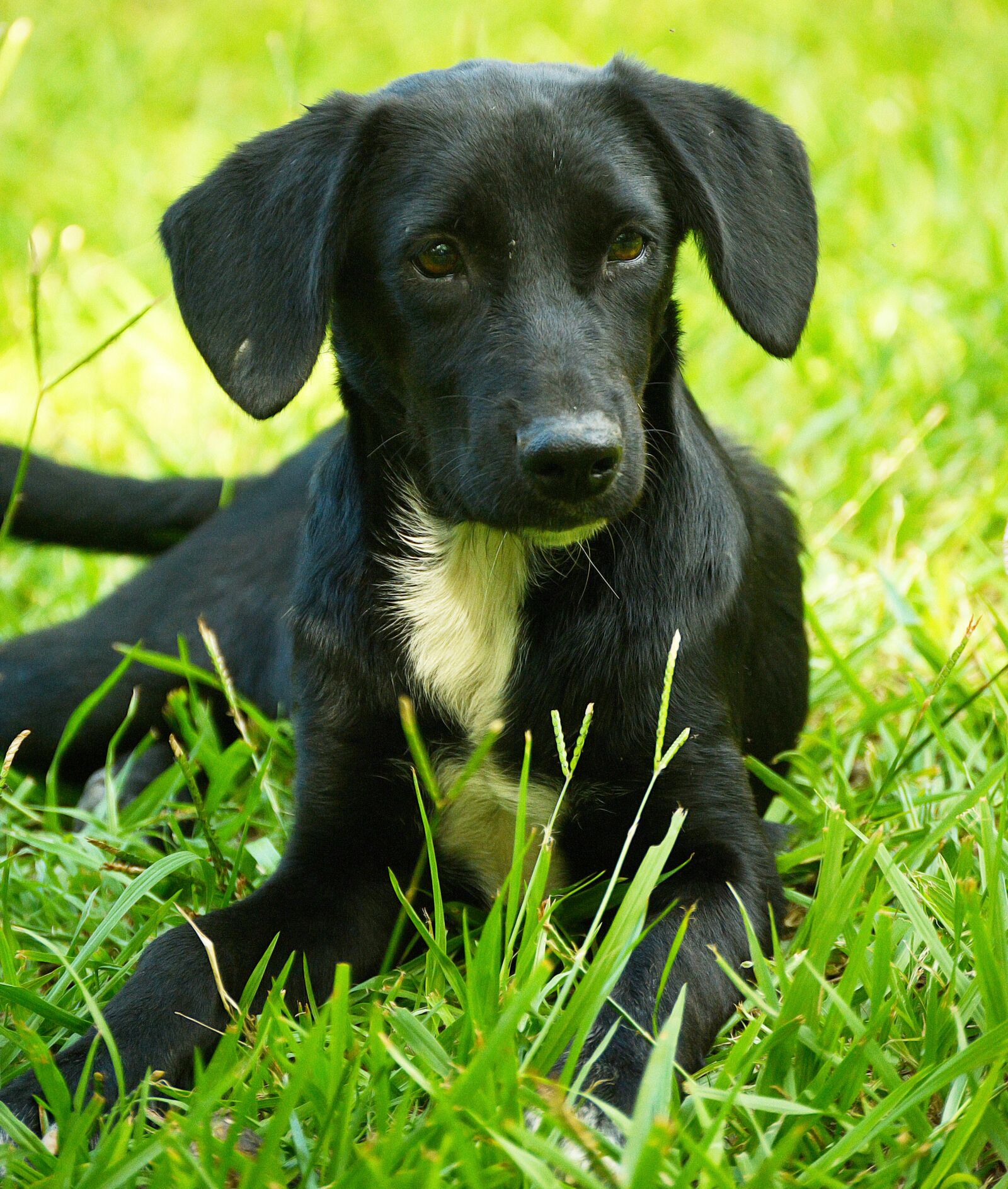 Nikon D5200 sample photo. Dog, puppy, animals photography