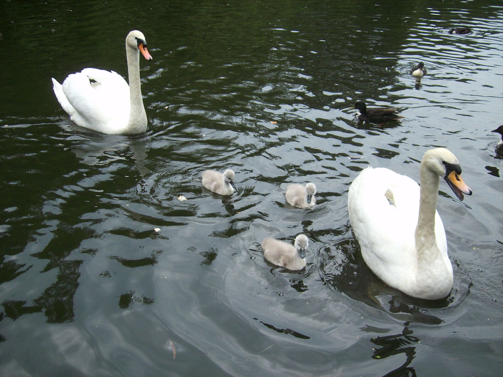 JENOPTIK DigitalCAM sample photo. Baby, swan, ducks, lake photography