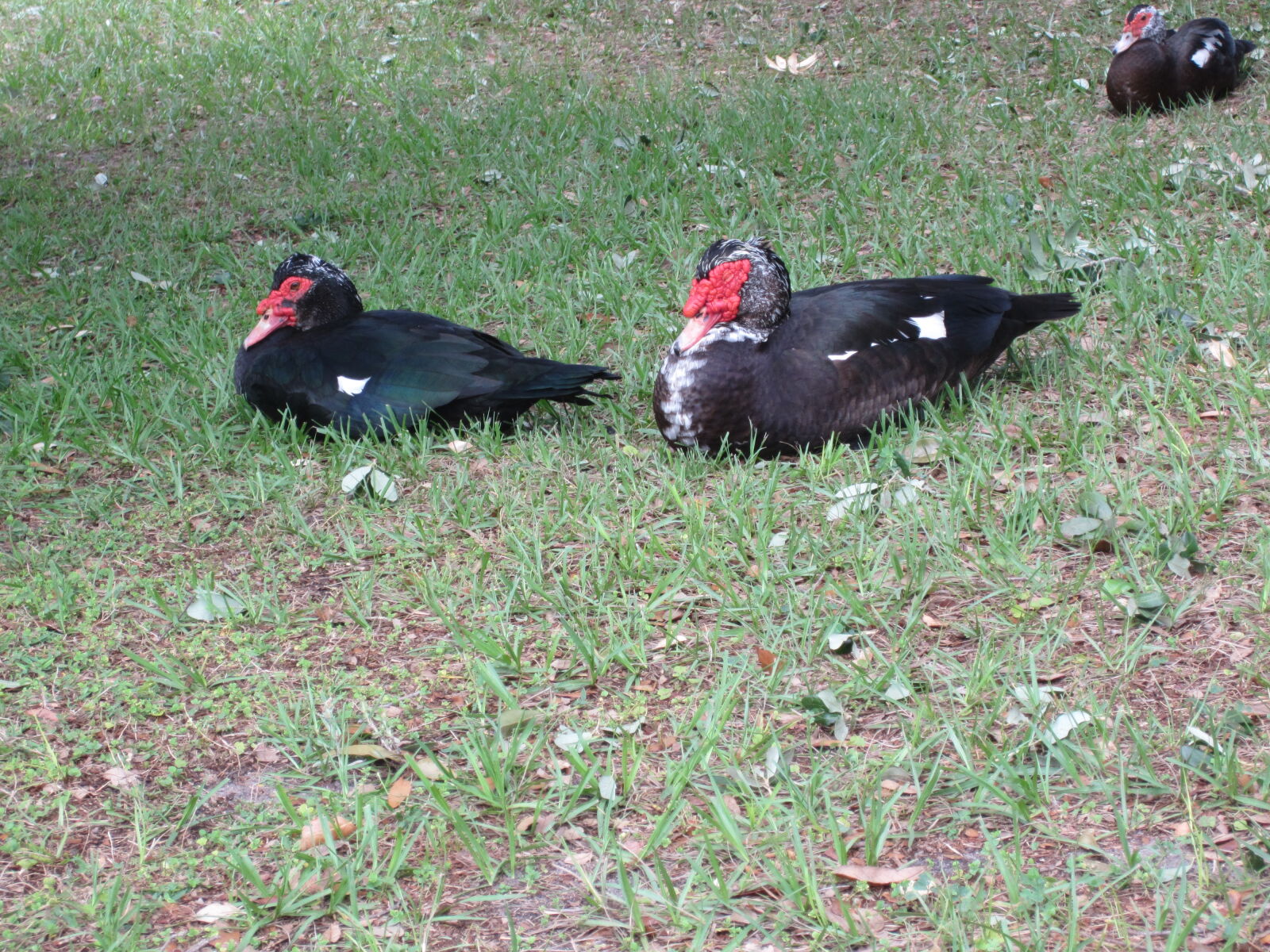 Canon PowerShot ELPH 300 HS (IXUS 220 HS / IXY 410F) sample photo. Anatra, bird, black, duck photography