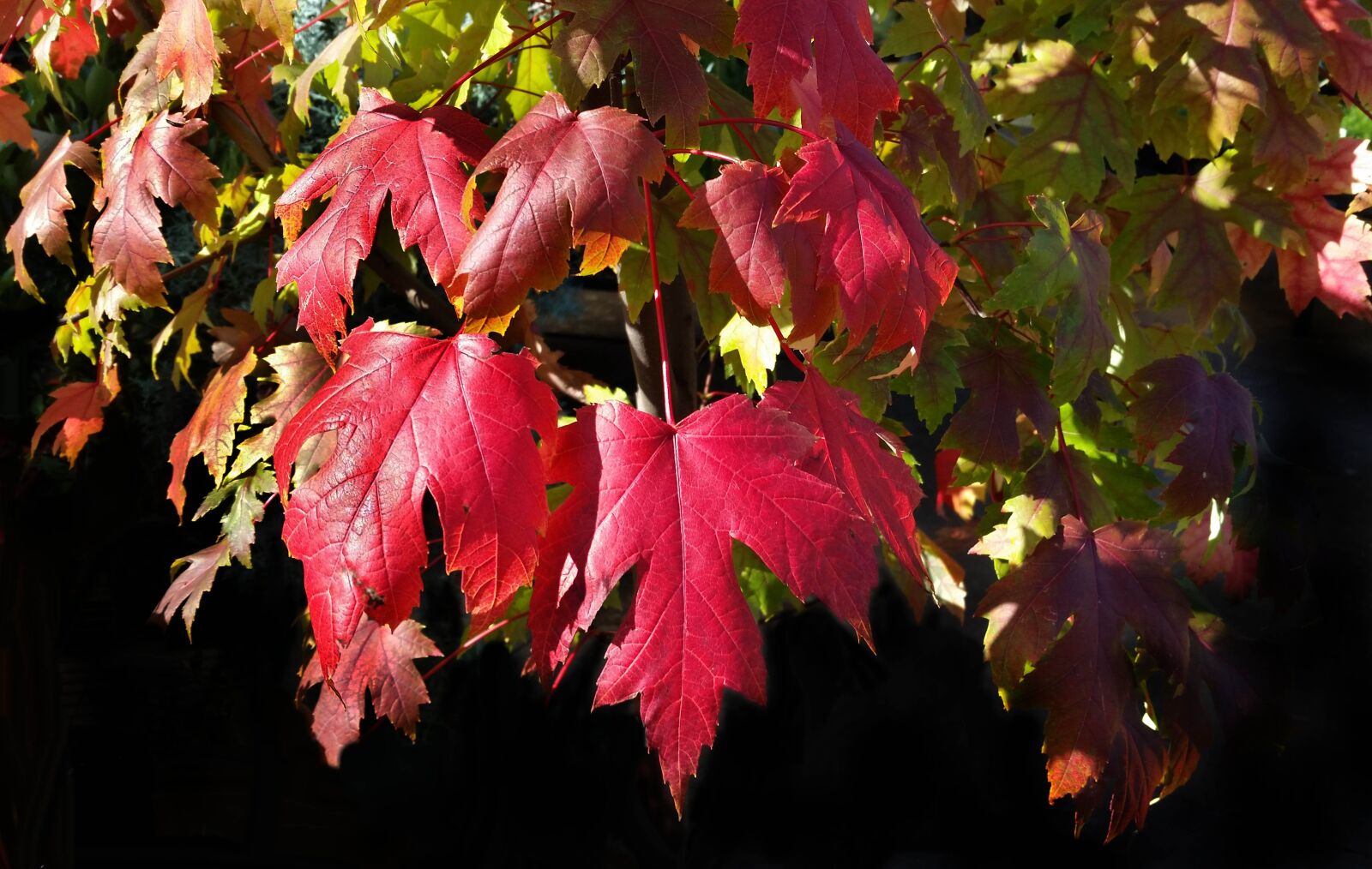 Samsung Galaxy S5 sample photo. Autumn, leaf, fall photography