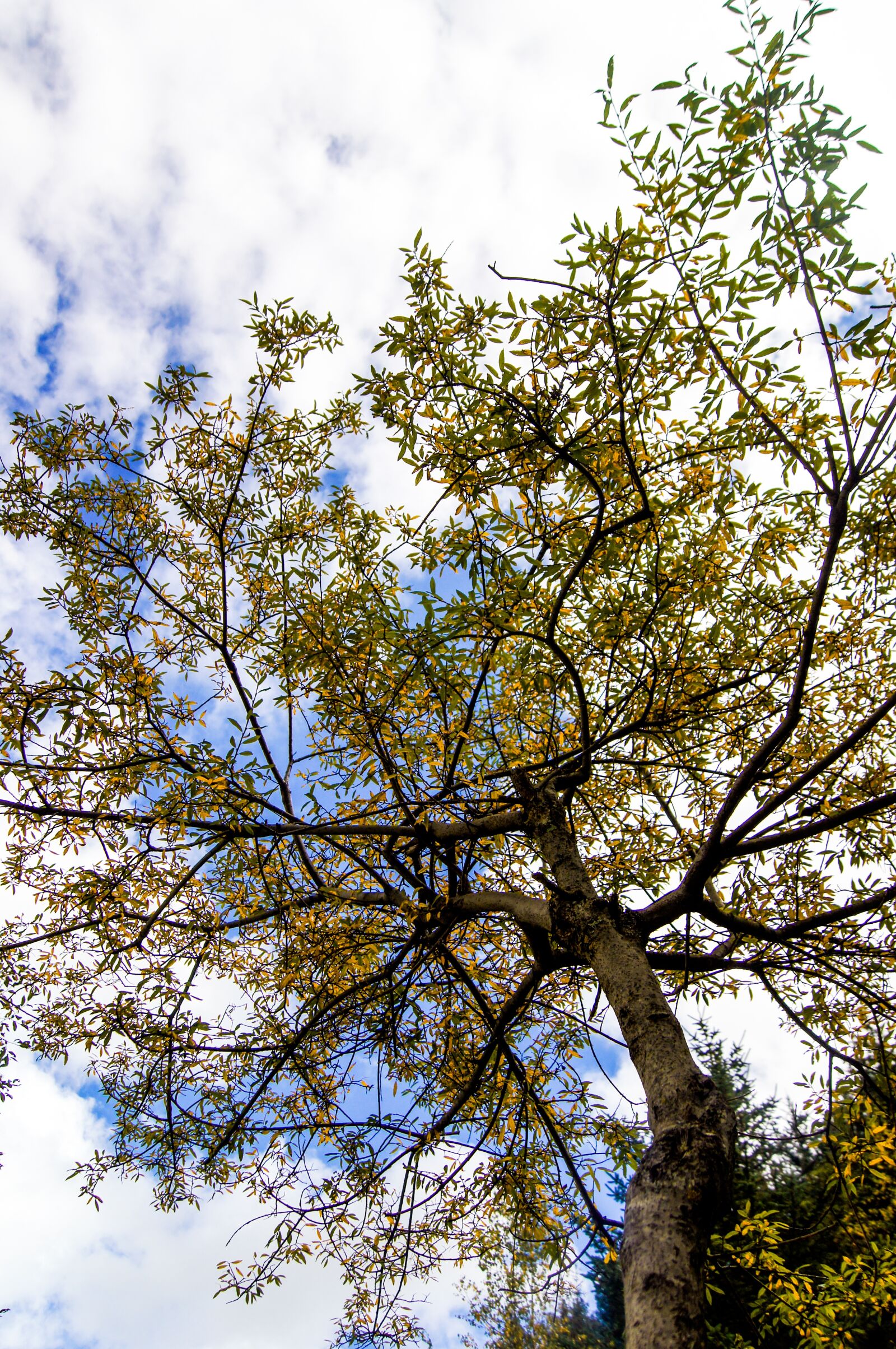 Sony SLT-A55 (SLT-A55V) sample photo. Autumn, tree, yellow photography