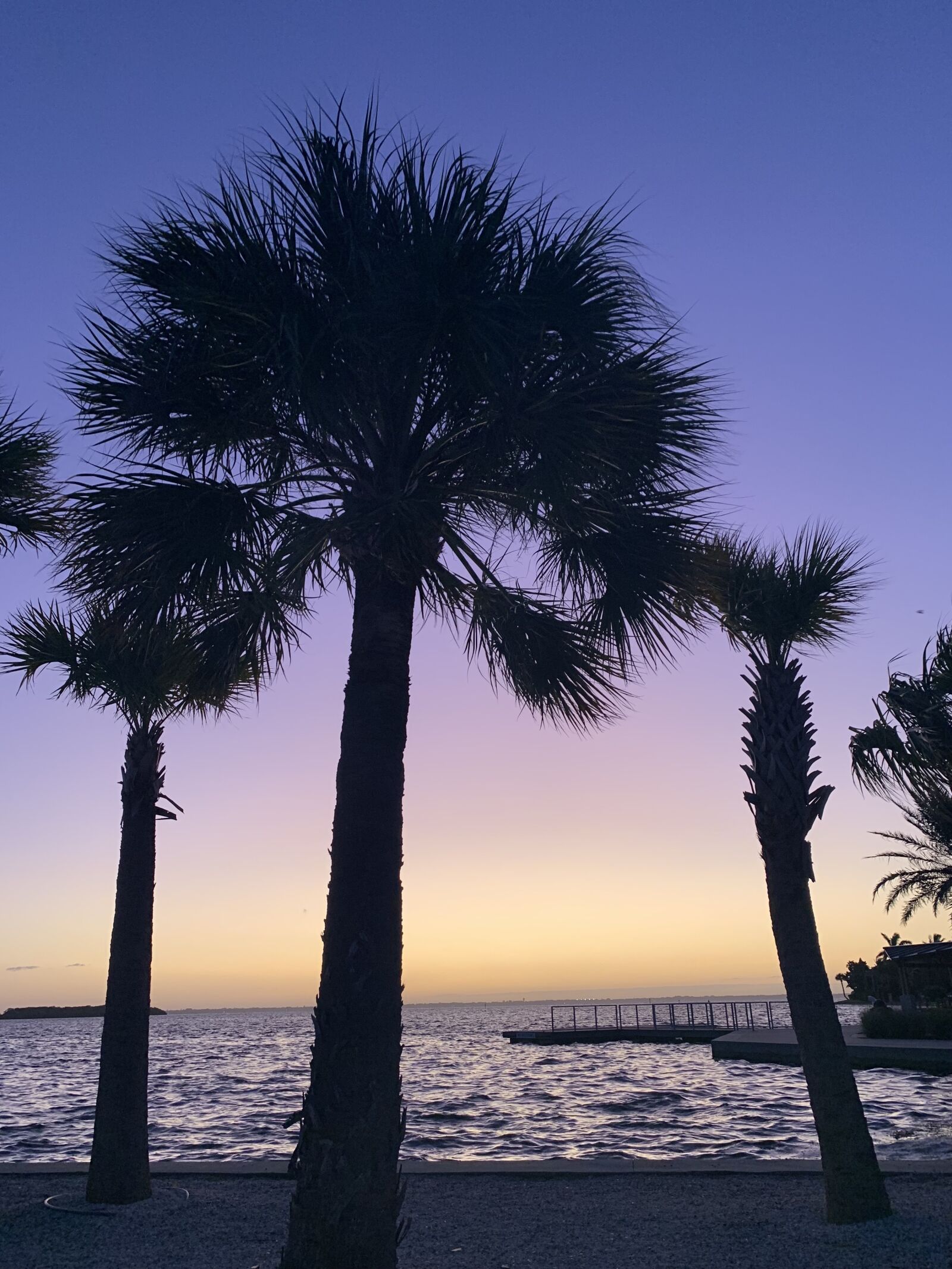 iPhone XR back camera 4.25mm f/1.8 sample photo. Palm tree, park, bay photography