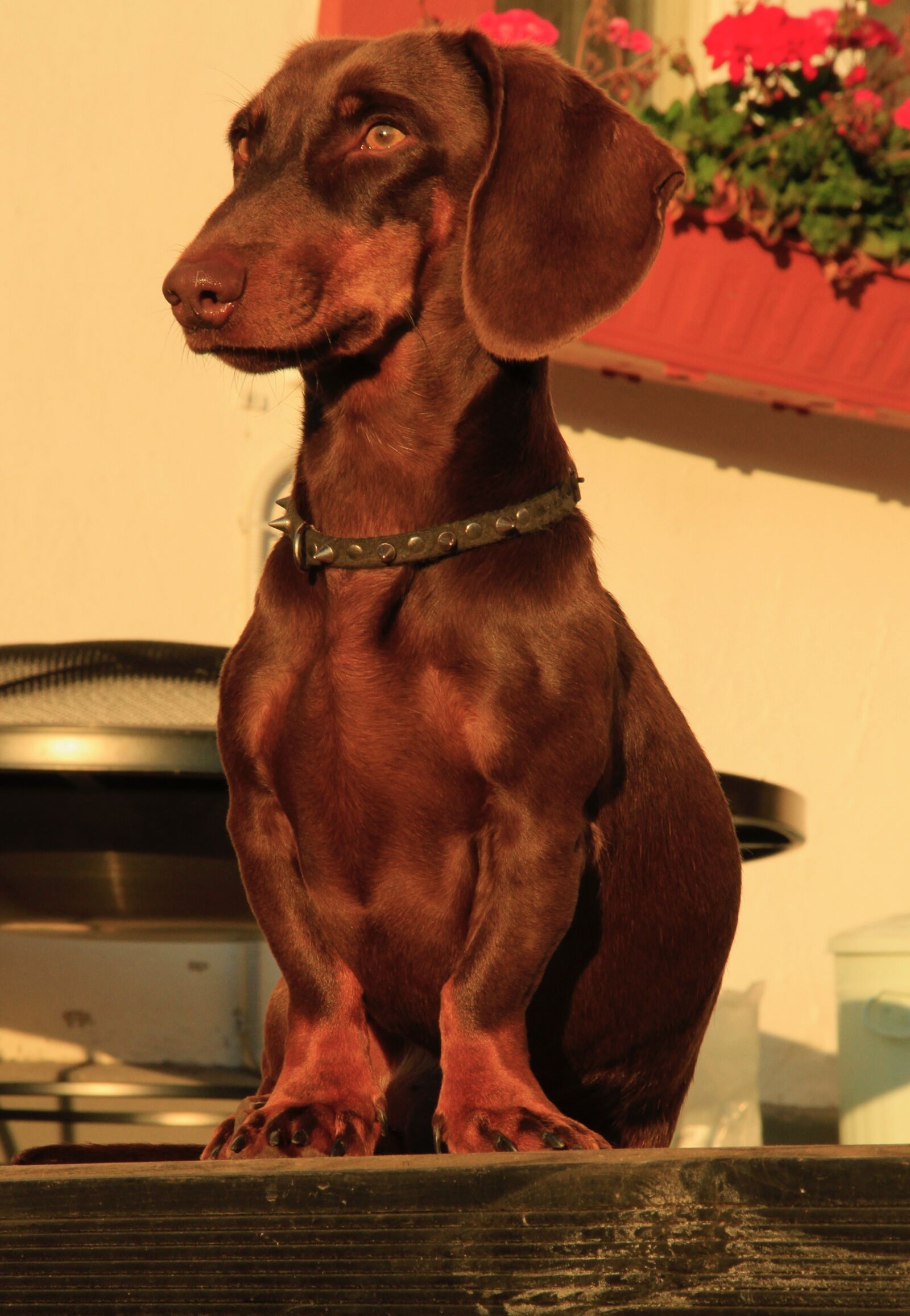 Canon EOS 7D sample photo. Dog, cool, animal photography