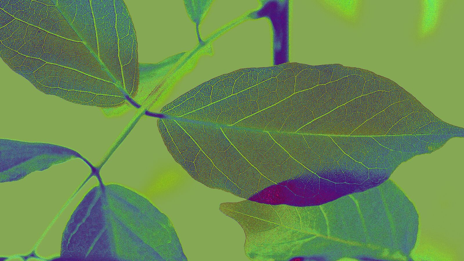 Sony SLT-A58 sample photo. Leaves, autumn, fall photography
