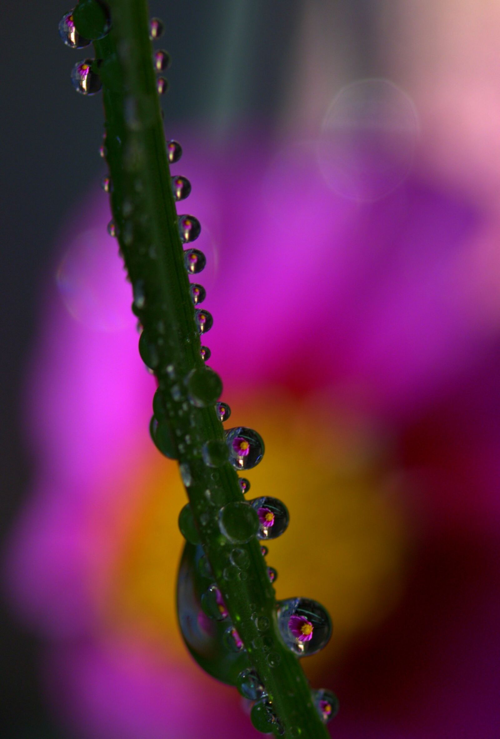 Canon EF-S 60mm F2.8 Macro USM sample photo. Drops, plant, macro photography