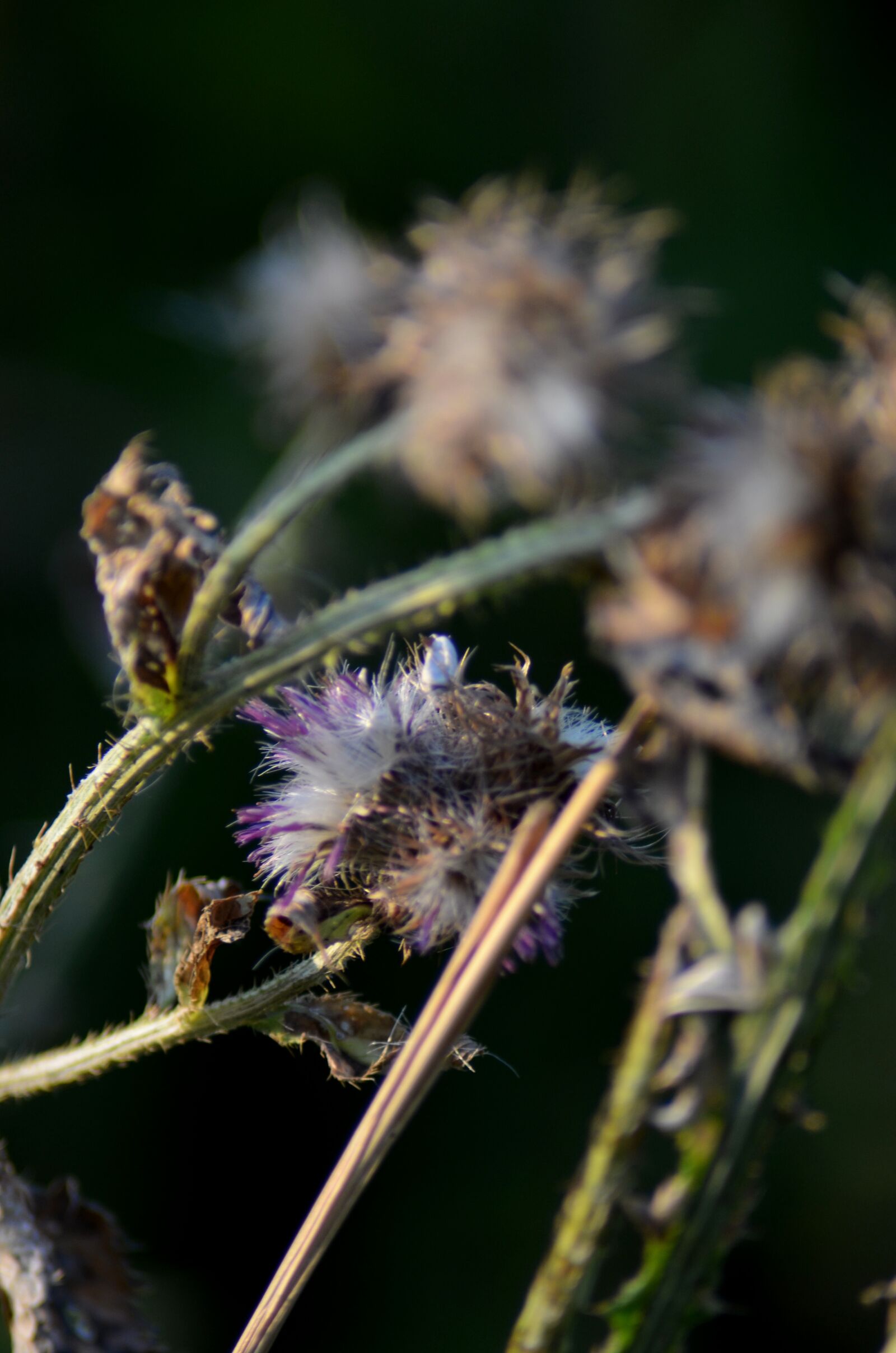 Nikon D5100 sample photo. Flower, macro, thistle photography