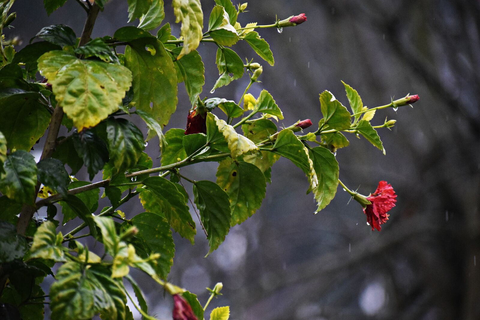 Nikon D3300 sample photo. Rain, droplets, flower photography