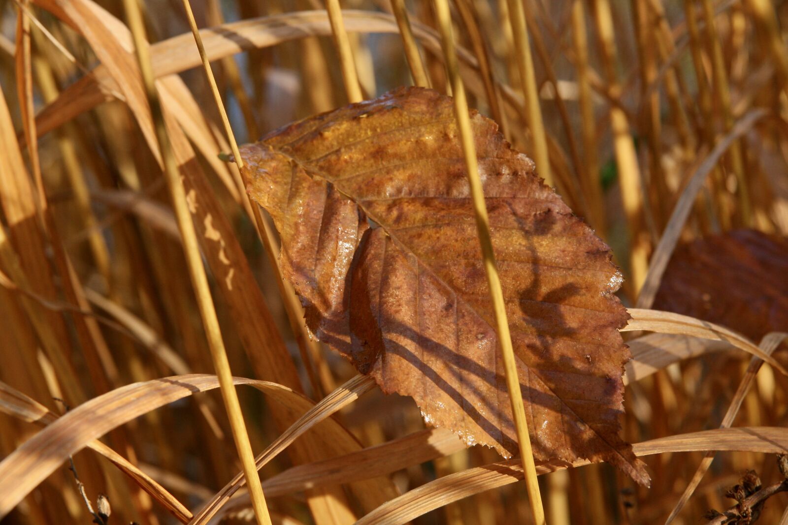 Canon EOS 400D (EOS Digital Rebel XTi / EOS Kiss Digital X) sample photo. Grass, grasses, golden photography