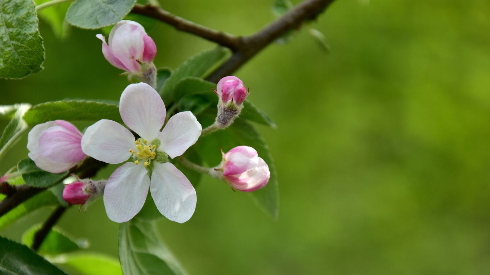 Nikon D7200 sample photo. Nature, plant, at the photography