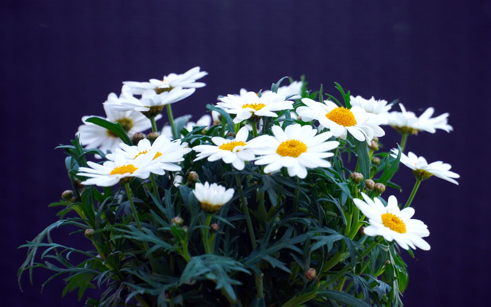 Sony E PZ 18-105mm F4 G OSS sample photo. Daisies, flowers, spring flowers photography