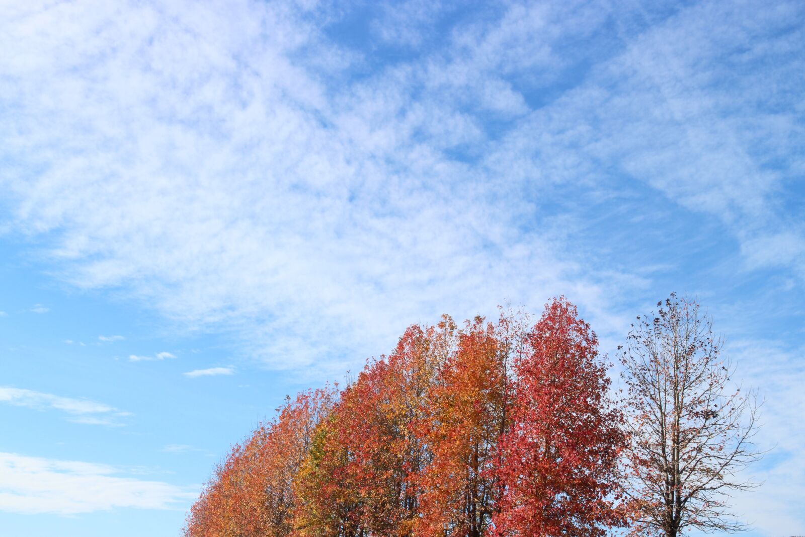 Canon EOS M2 sample photo. Autumn sky, sky, autumn photography
