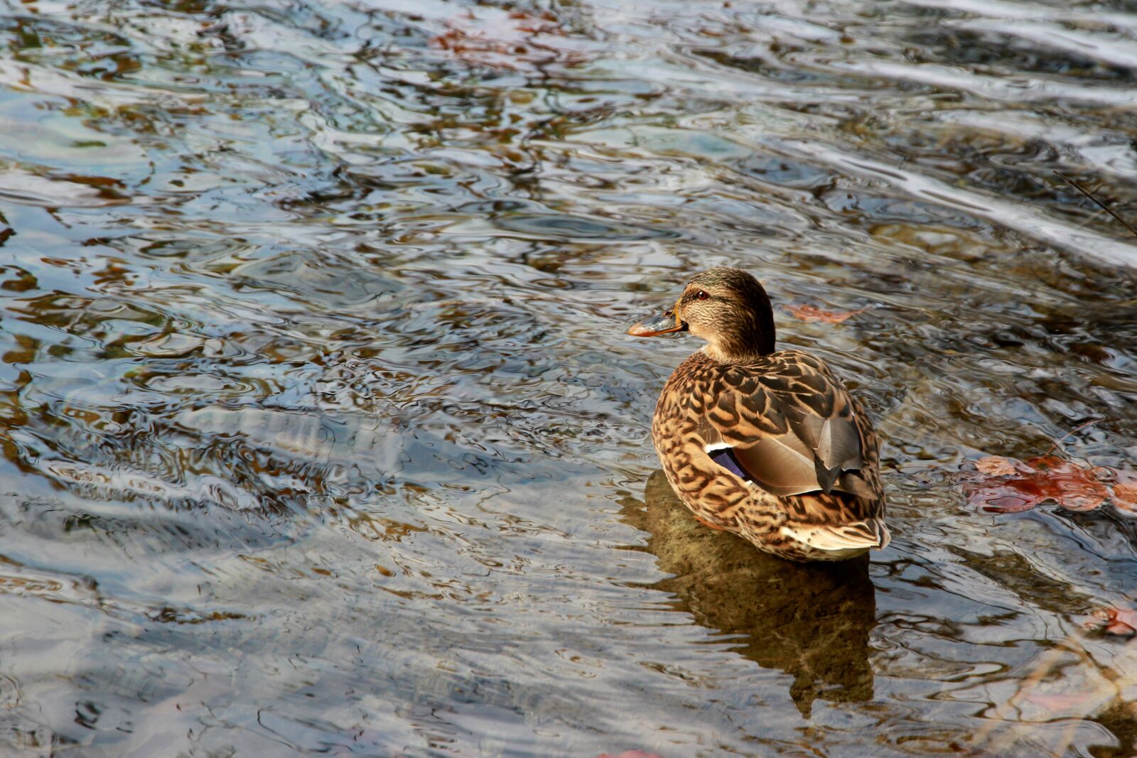 Canon EOS 7D sample photo. Wild duck, water, duck photography