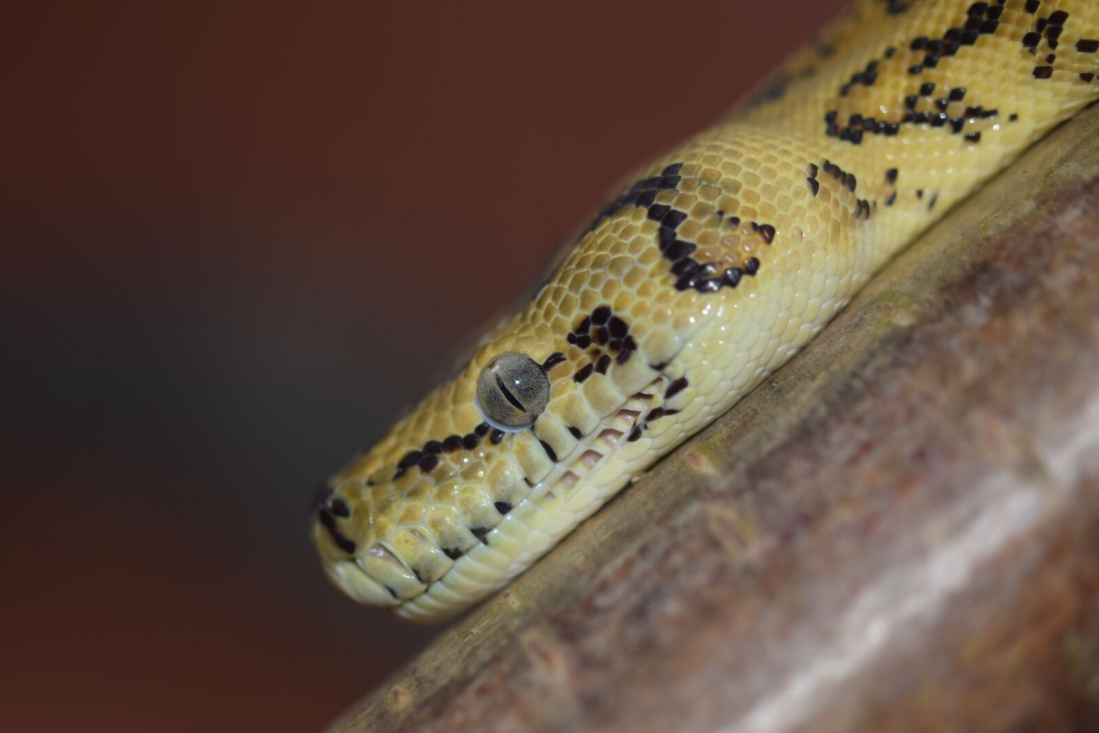 Nikon D5300 sample photo. Snake, head, yellow black photography