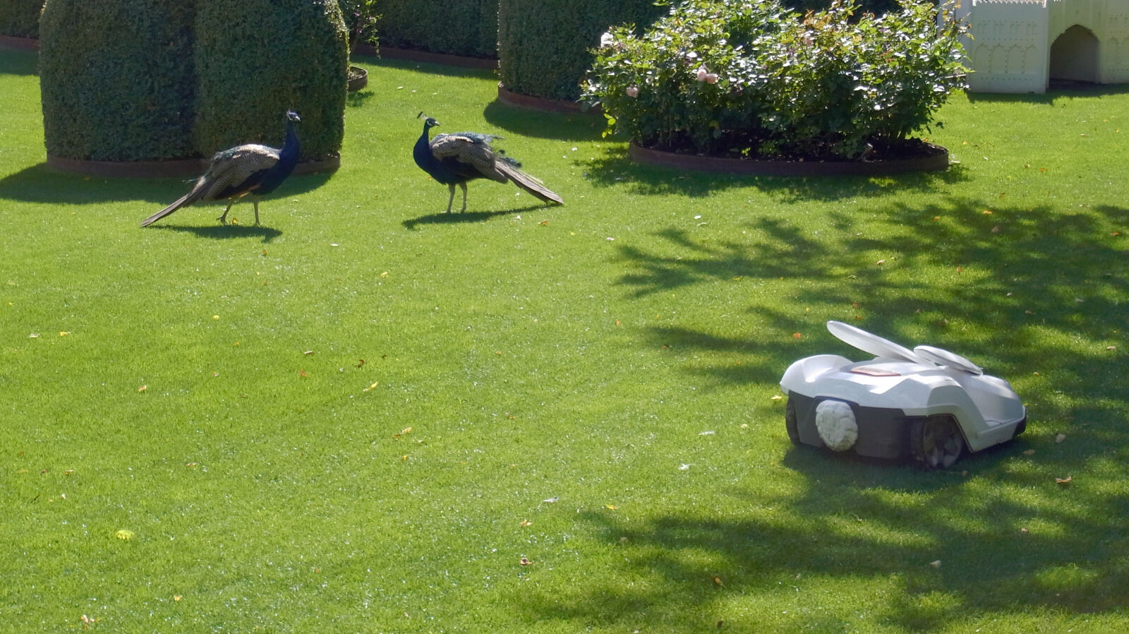 Ricoh CX3 sample photo. Birds, bushes, copenhage, golf photography