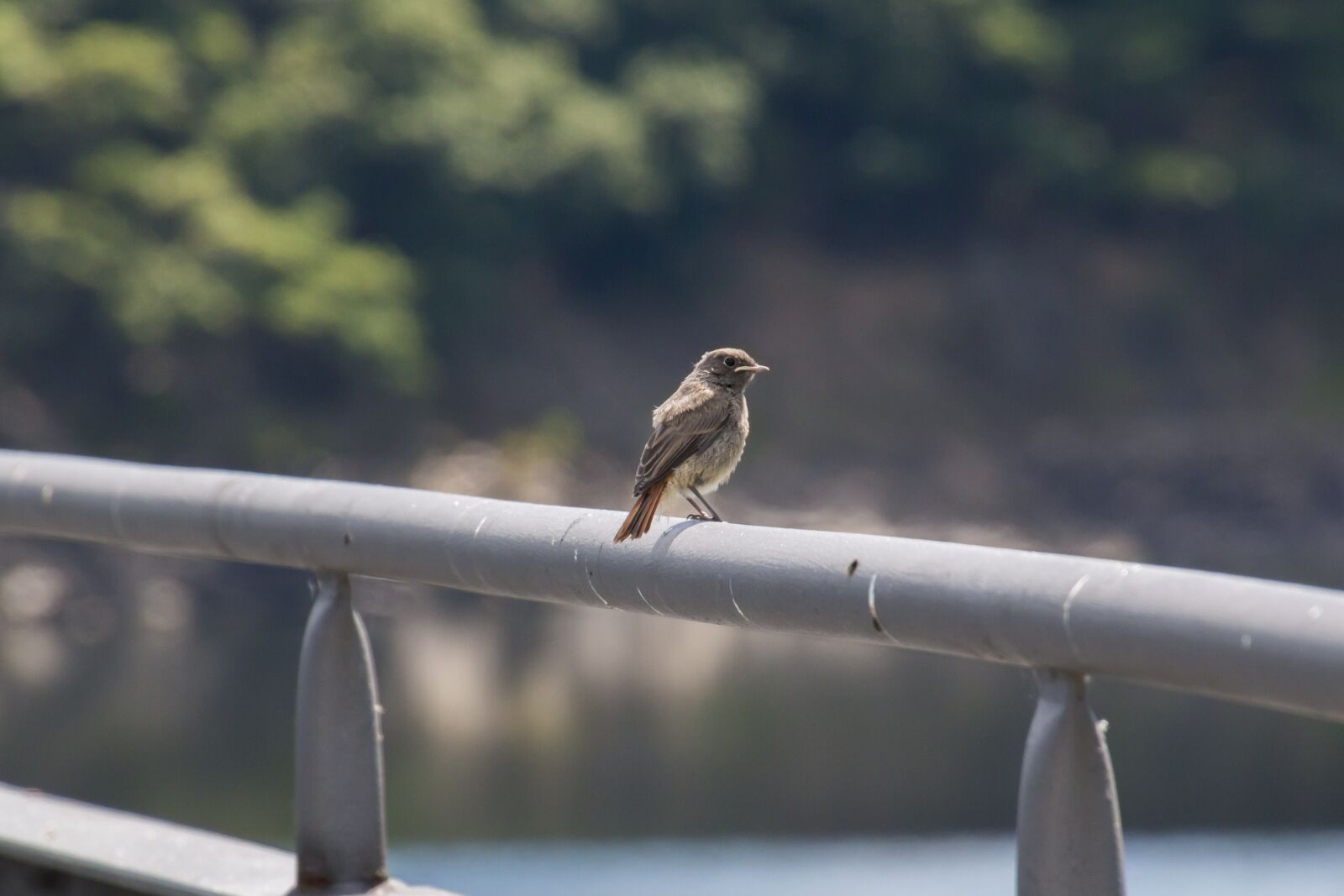 Canon EOS 70D sample photo. Black redstart, eifel, phoenicurus photography