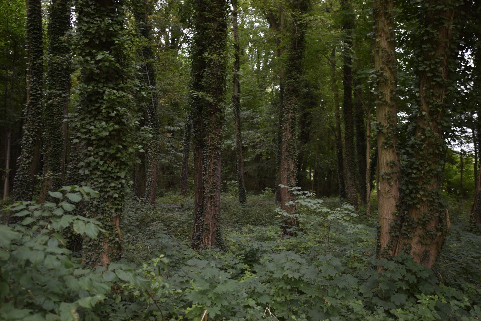 Nikon D5300 sample photo. Forest, tree, ivy photography