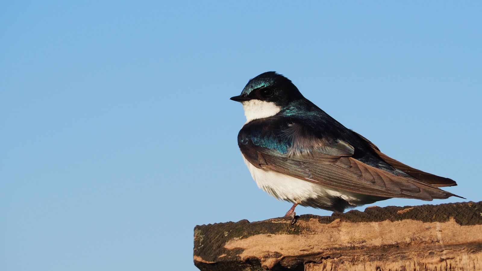 Olympus OM-D E-M10 II sample photo. Bird, blue, sky photography