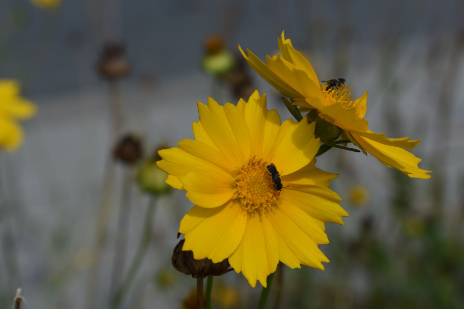Nikon D3400 sample photo. Flower, yellow, insect photography