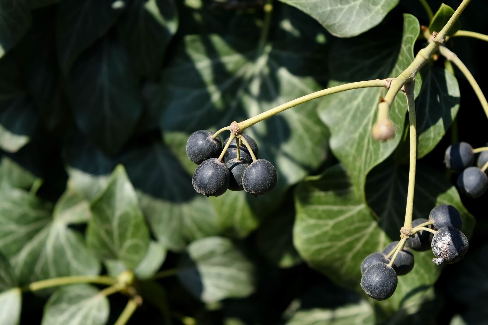 Nikon D5500 sample photo. Vineyard, leaf, berry, nature photography