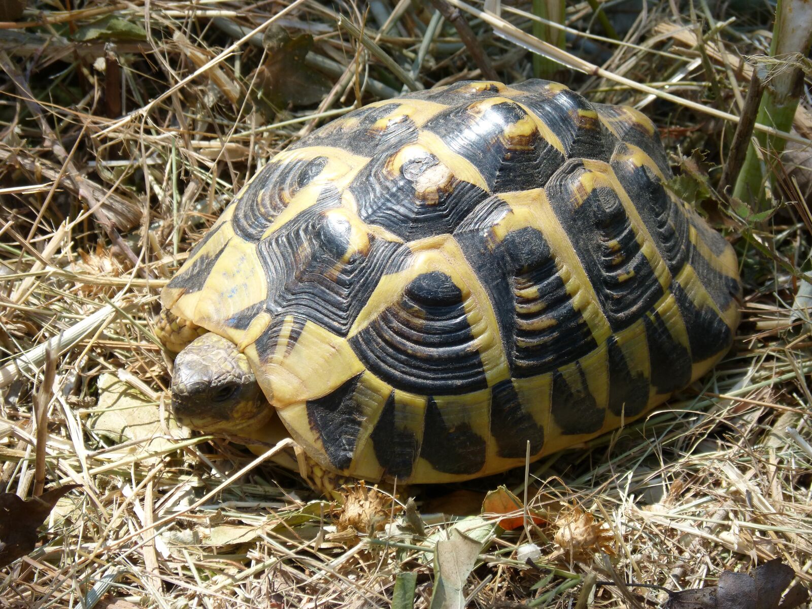 Panasonic DMC-FZ62 sample photo. Mediterranean tortoise, shell, priorat photography