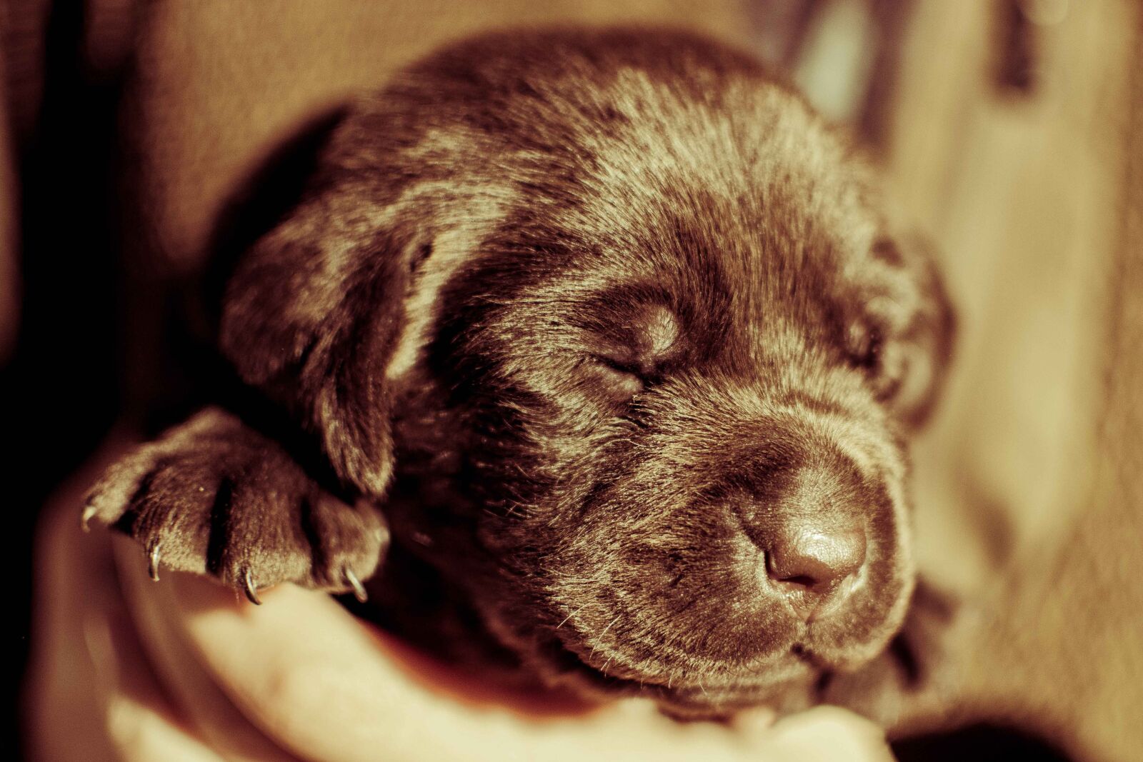 Nikon D7100 sample photo. Dog, puppy, cute photography