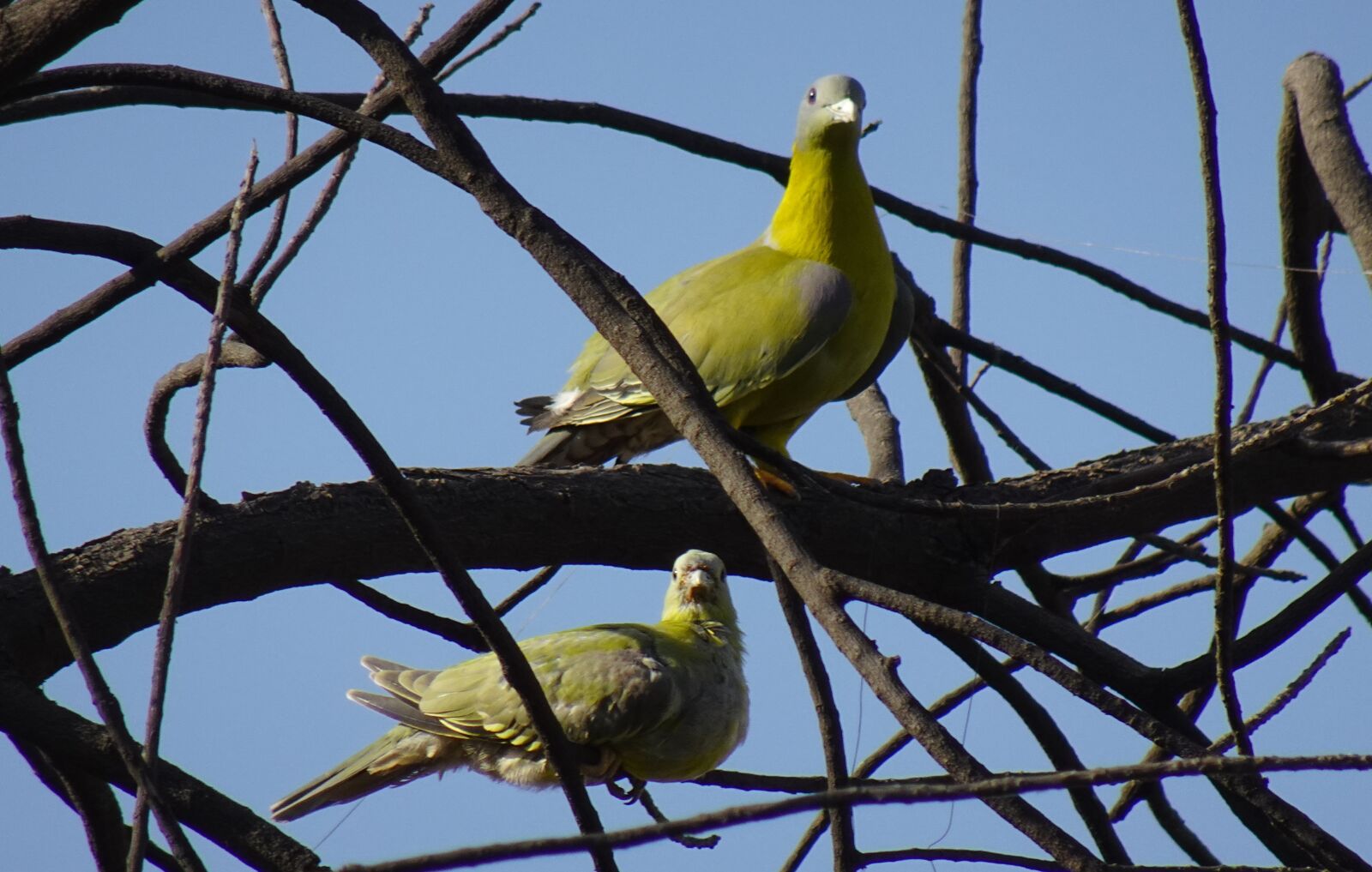 Sony DSC-WX800 sample photo. Bird, pigeon, chick photography