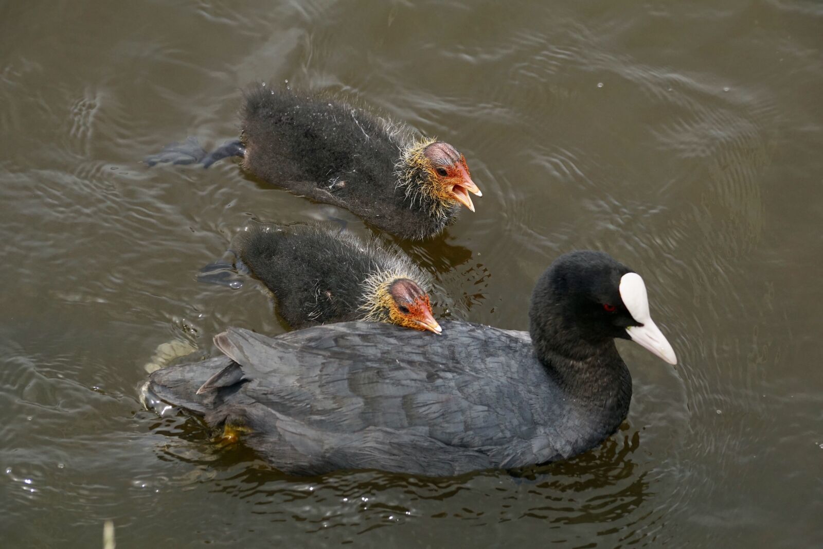 Sony DT 55-300mm F4.5-5.6 SAM sample photo. Coot, waterfowl, plumage photography
