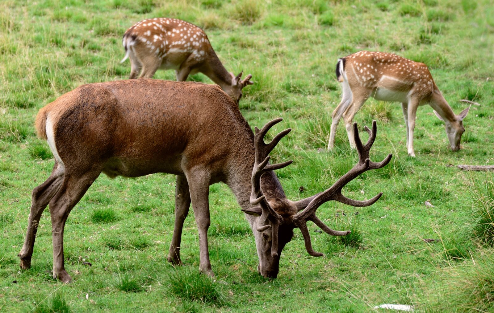 Nikon D610 sample photo. Deer, fallow deer, antler photography