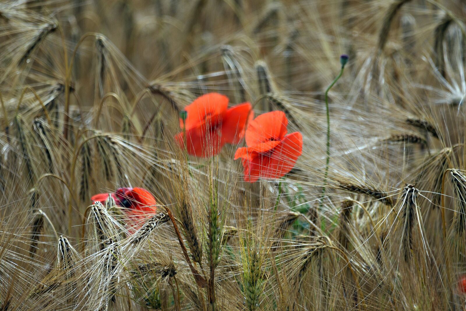 Nikon D3400 sample photo. Poppies, poppy, summer photography