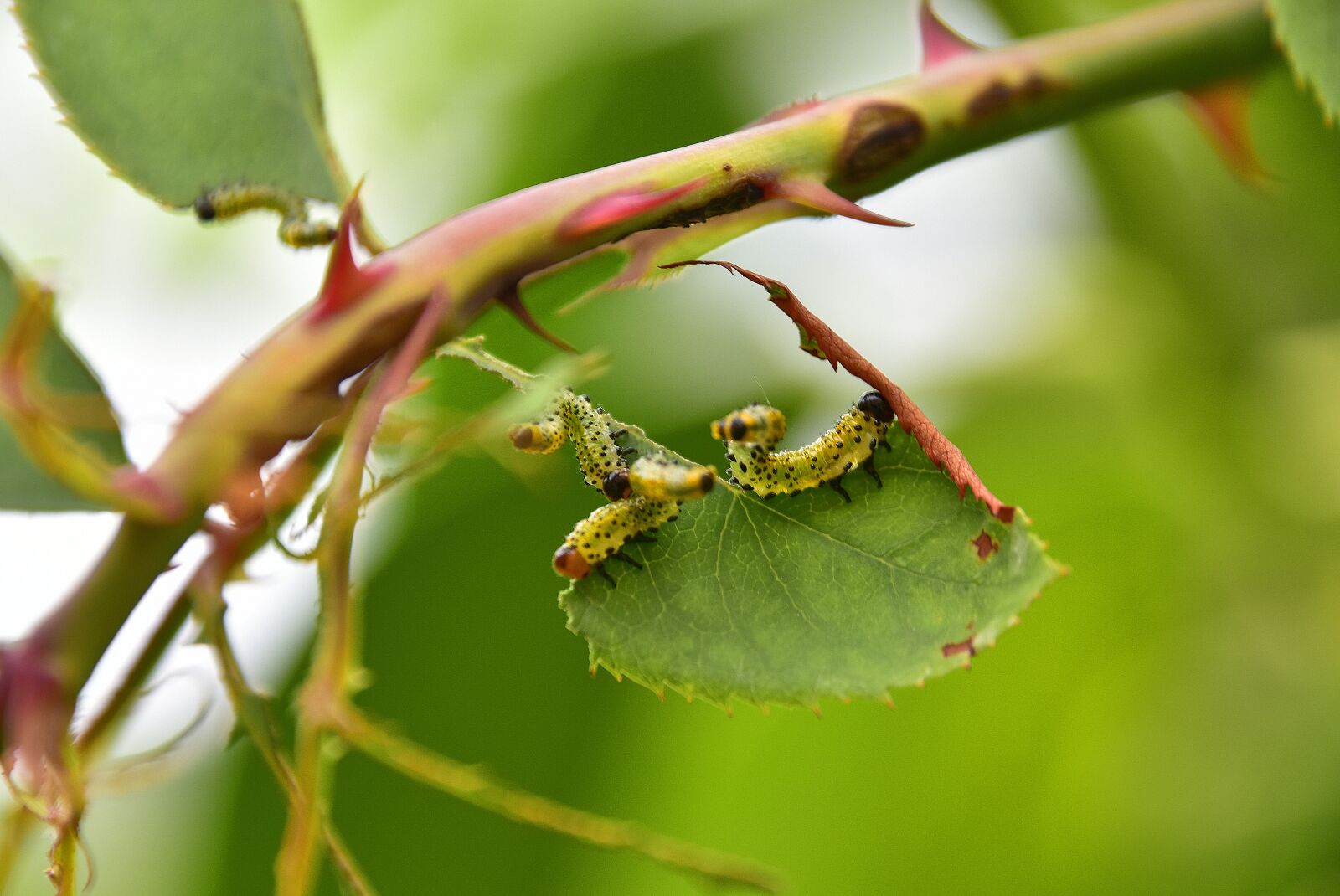 Nikon D7200 sample photo. Leaves, thorns, caterpillars photography