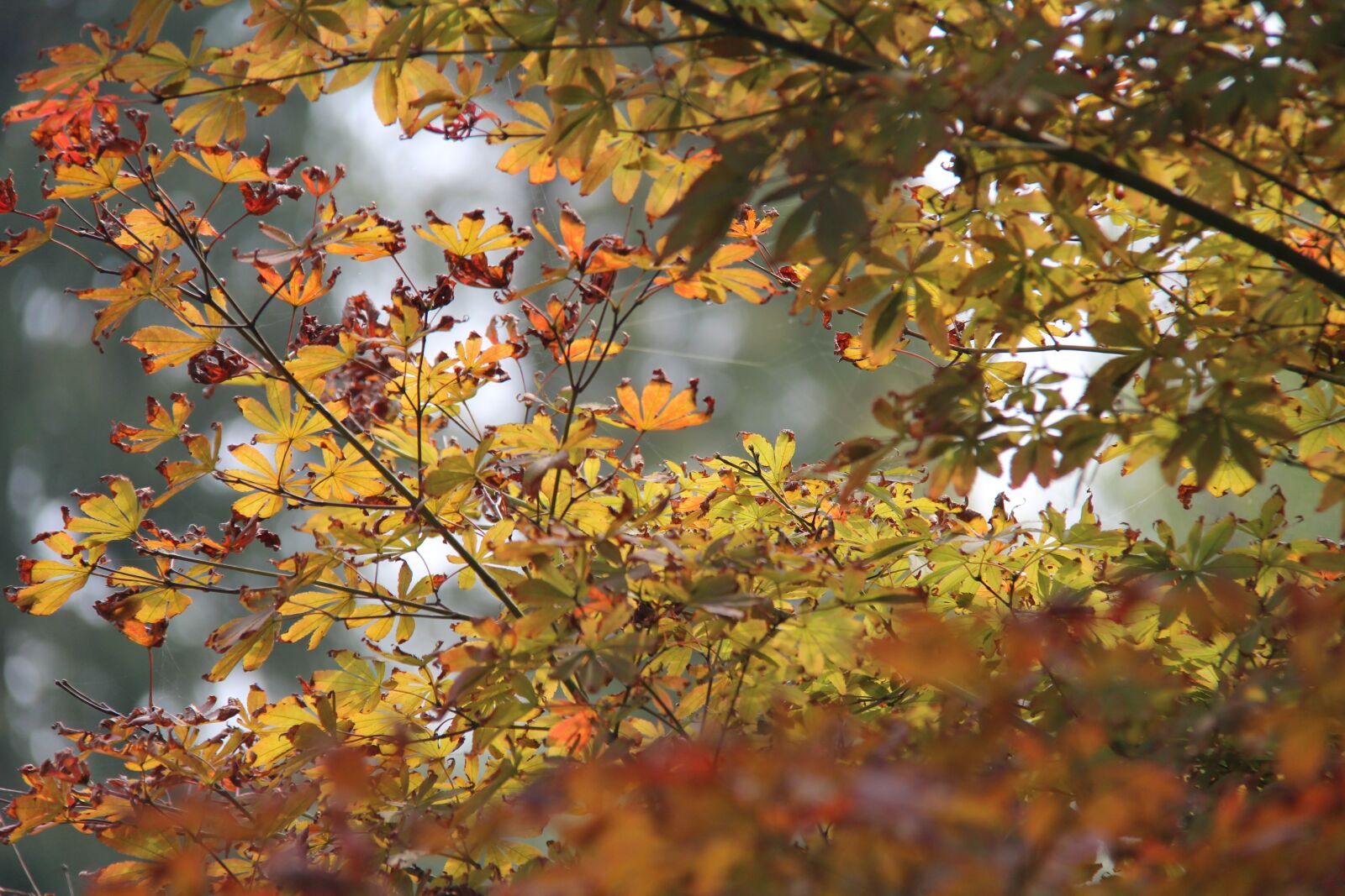 Canon EF-S 18-200mm F3.5-5.6 IS sample photo. The scenery, the yellow photography