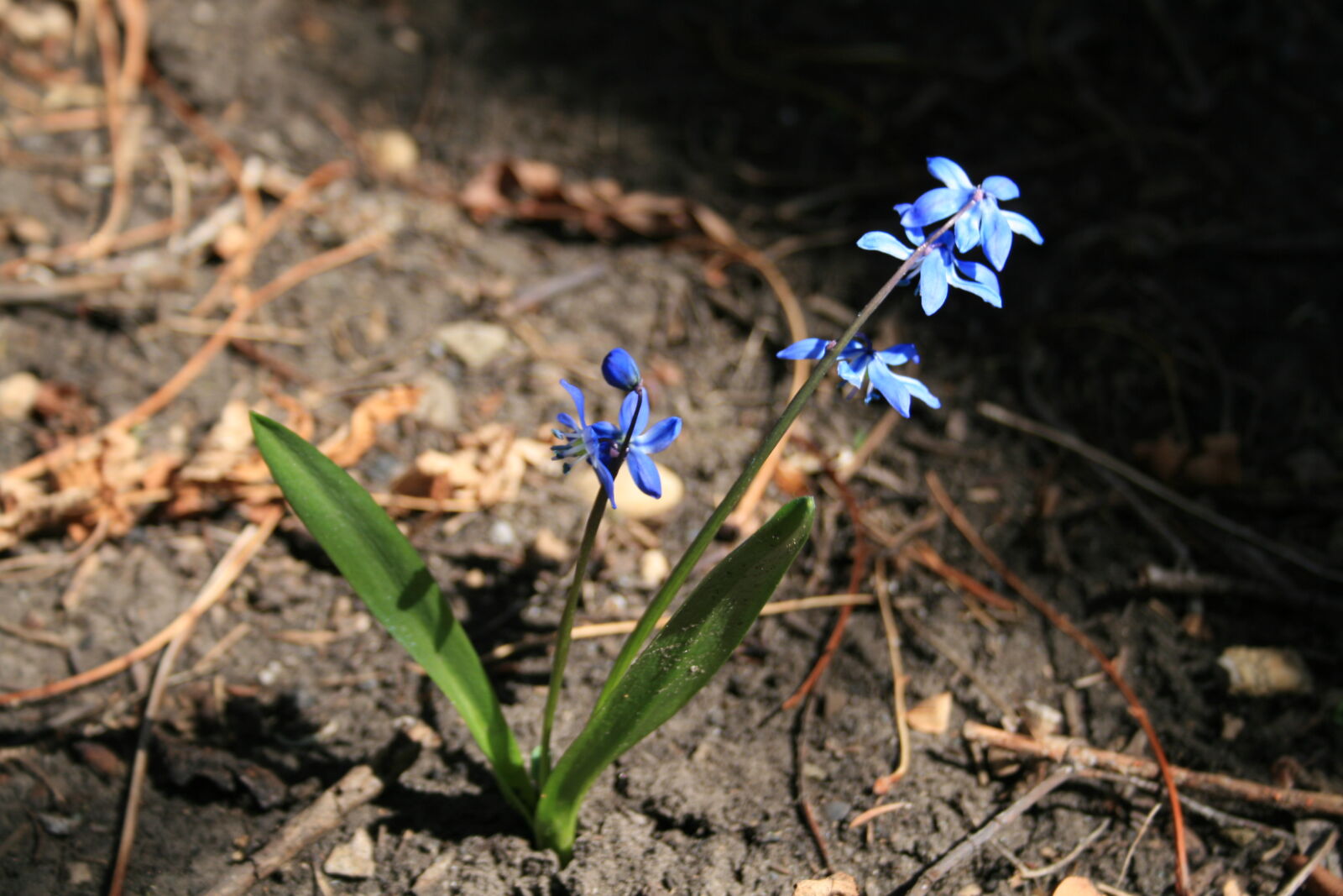 Canon EF-S 18-55mm F3.5-5.6 II sample photo. Blue, flowers, spring photography