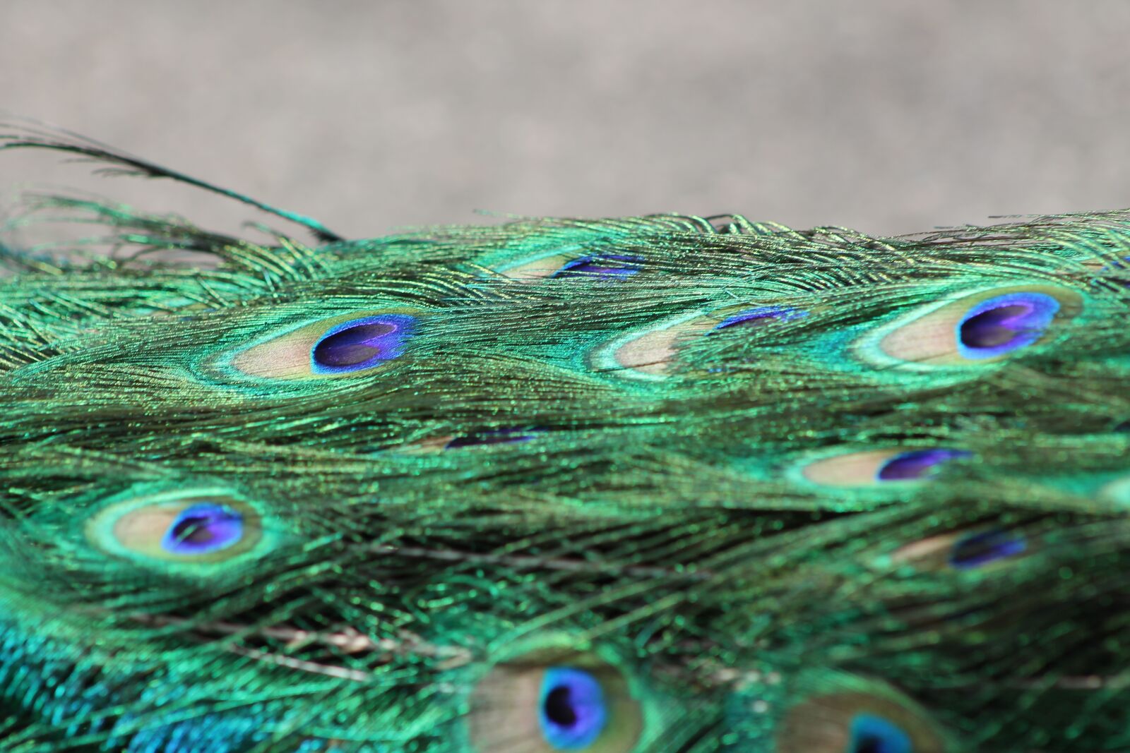 Canon EF 75-300mm f/4-5.6 sample photo. Peacock, bird, color photography