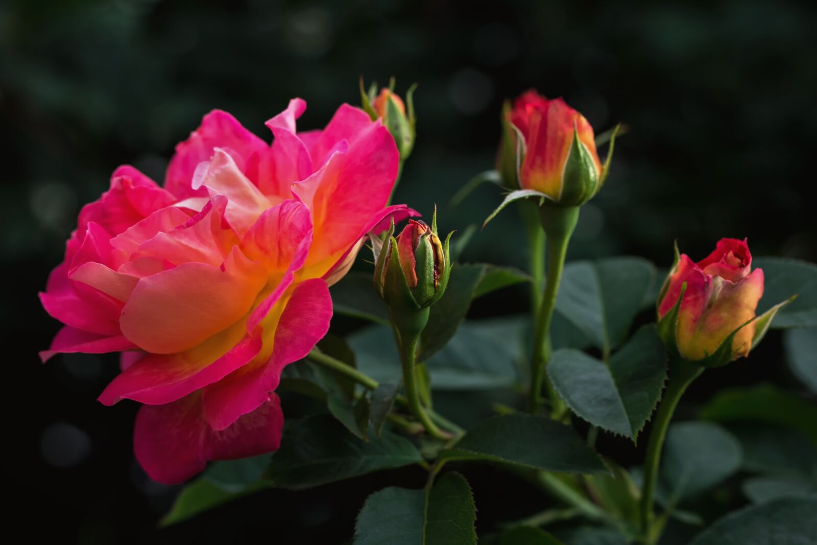 Canon EF-S 60mm F2.8 Macro USM sample photo. Nature, flowers, roses photography