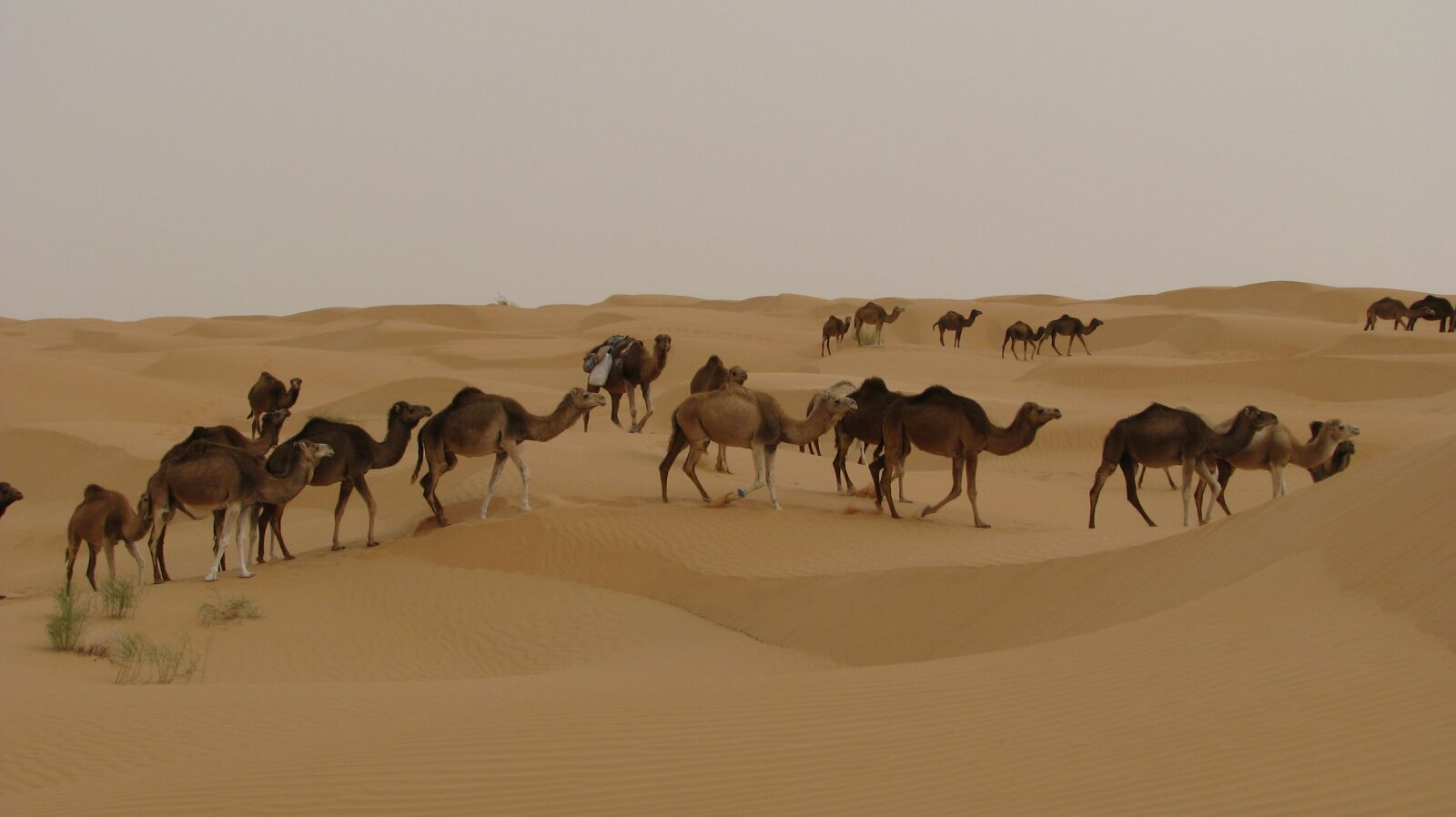 Canon POWERSHOT S5 IS sample photo. Camels, desert, tunisia photography