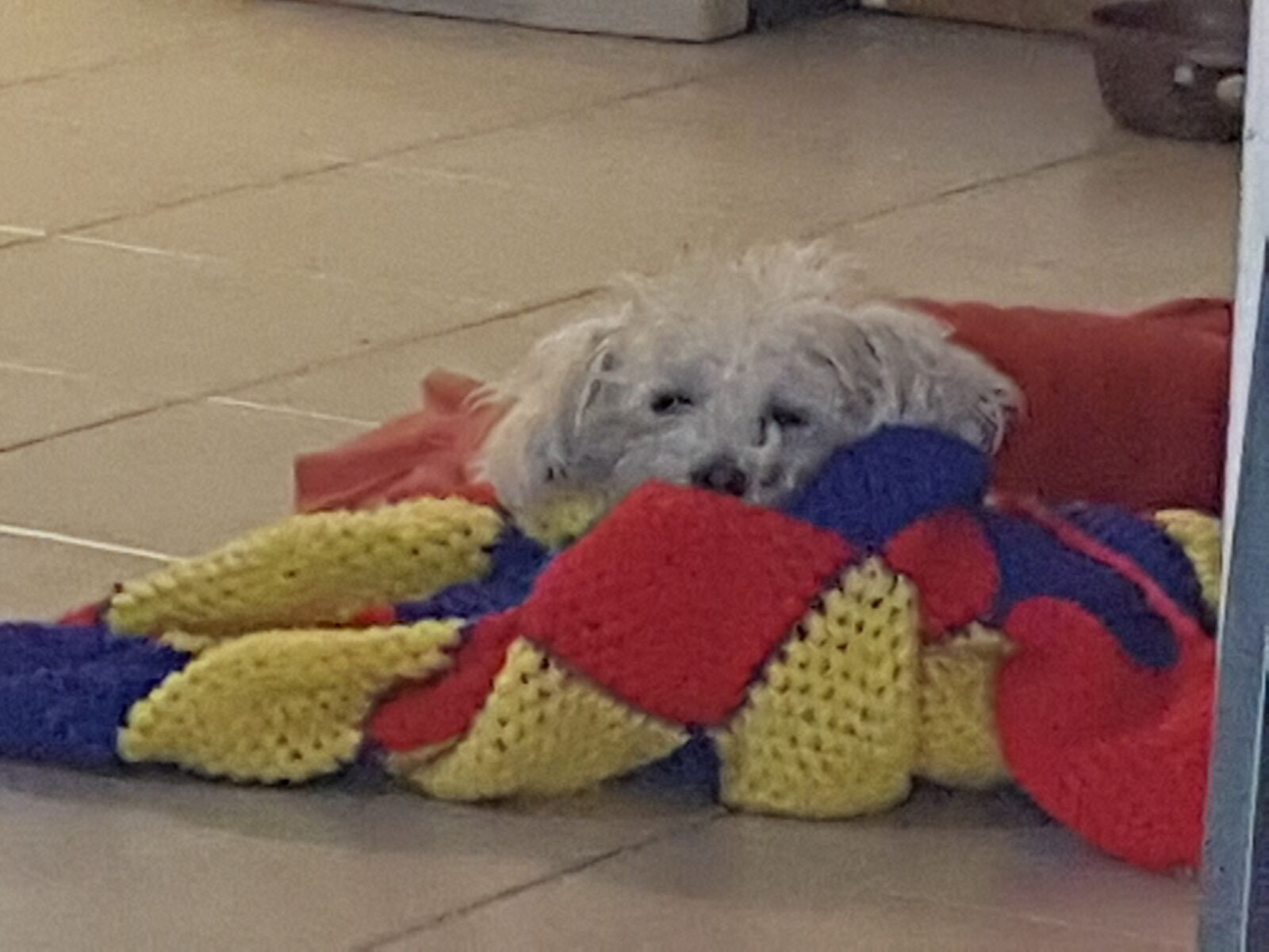 Samsung Galaxy S7 sample photo. Dog, tired, resting photography
