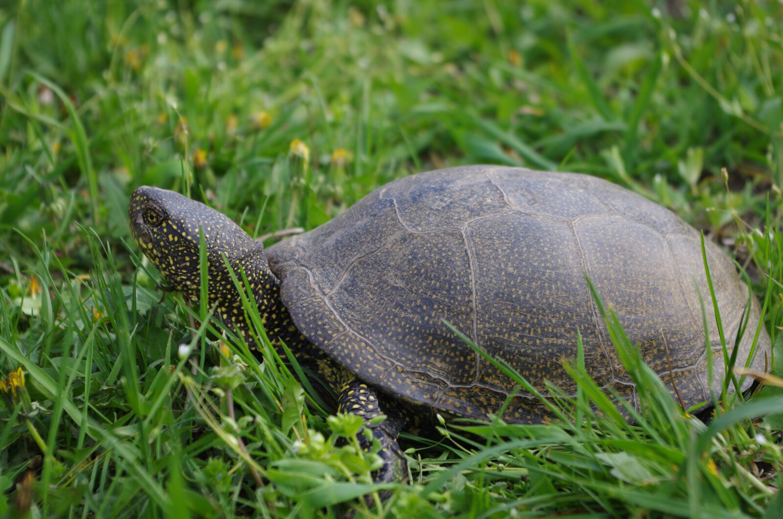 Pentax K-5 sample photo. Tortoise, living nature, animals photography