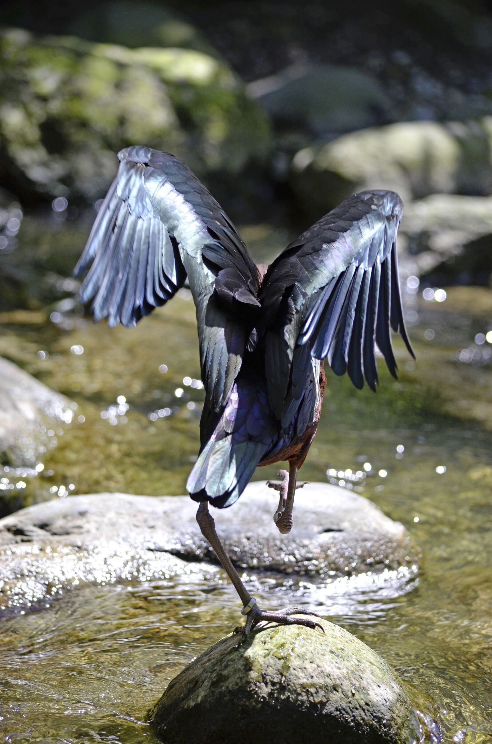 Nikon D5100 sample photo. Ibis, bird, running away photography