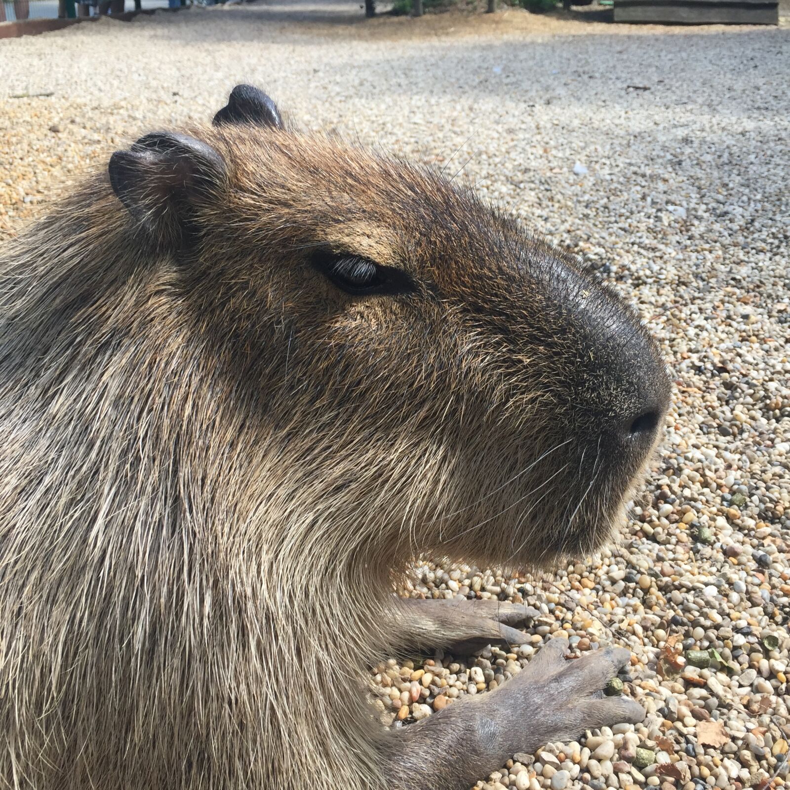 iPhone 6 back camera 4.15mm f/2.2 sample photo. Capibara photography