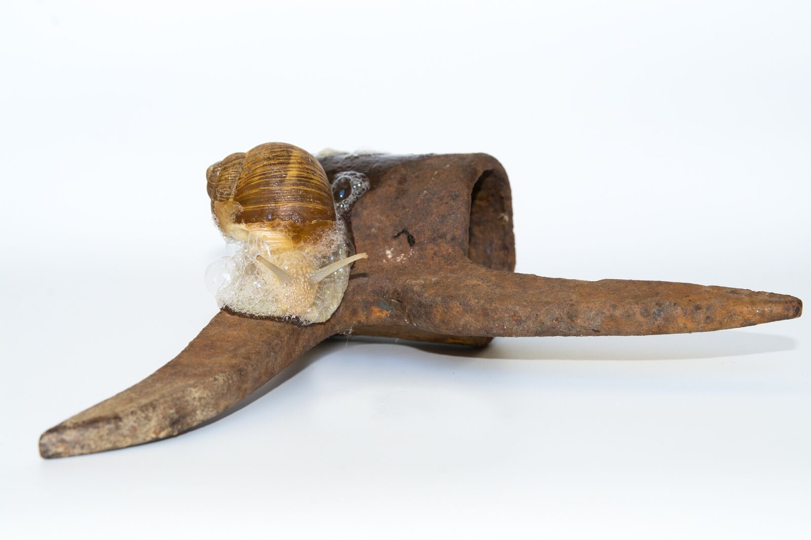 Nikon D7100 sample photo. Snail, shell, iron photography